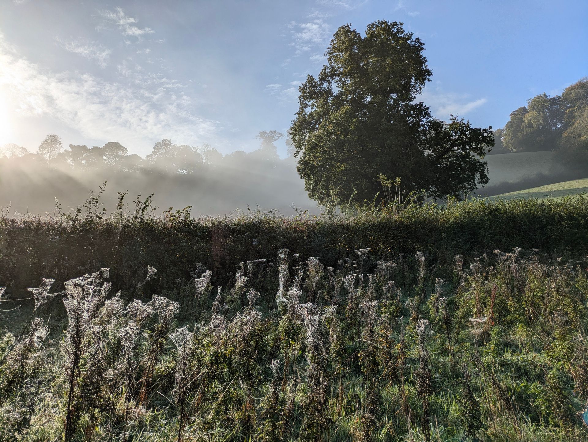 Morning Mist Gallery - Photograph by Sue Cartwright, Spiral Leaf