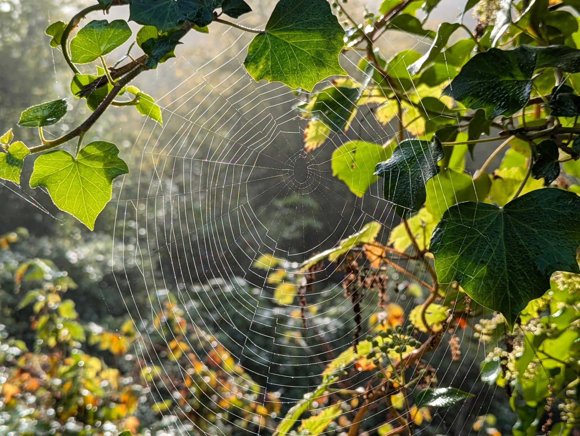 Morning Mist Gallery - Photograph by Sue Cartwright, Spiral Leaf