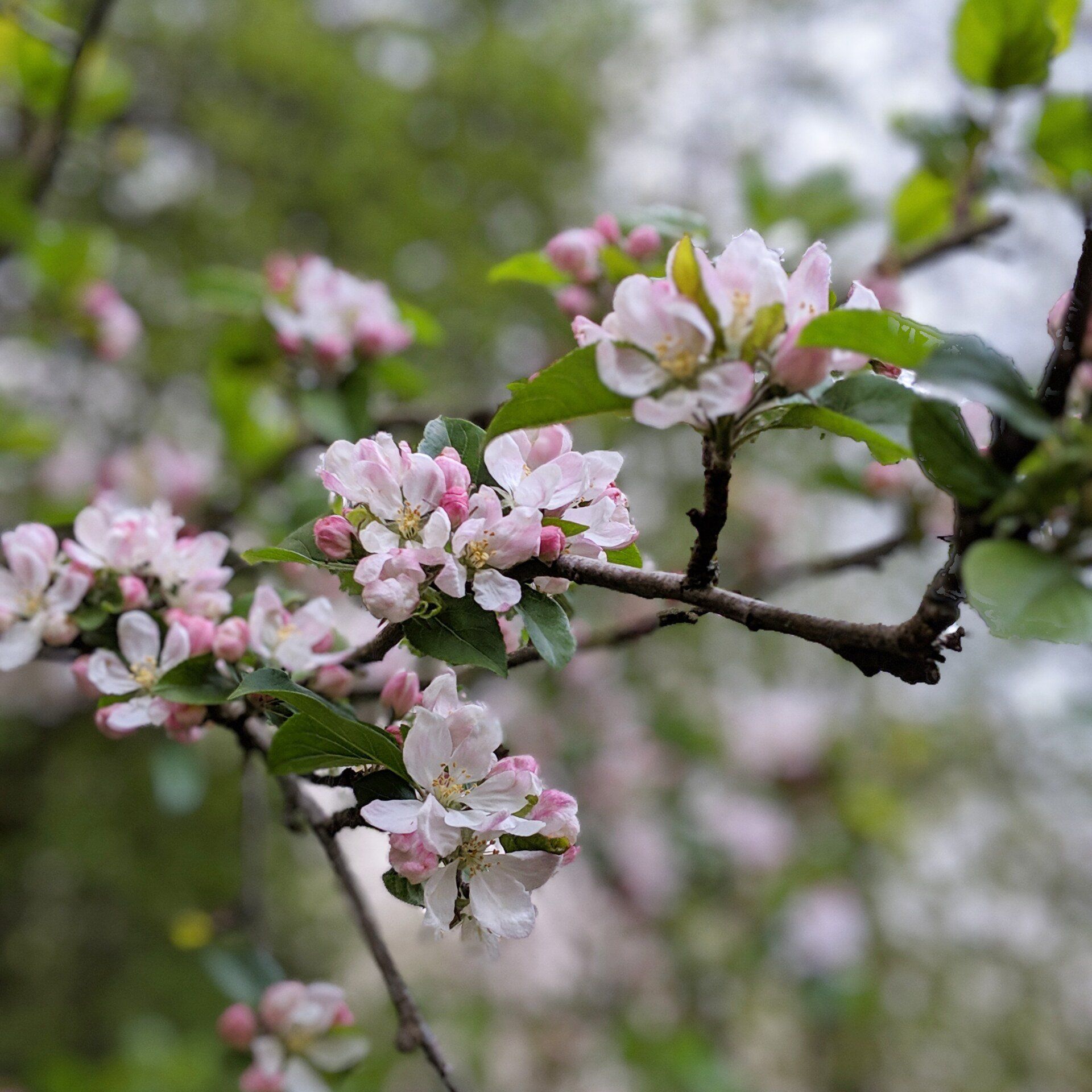 Galleries Inspired by Nature by Sue Cartwright, Spiral Leaf