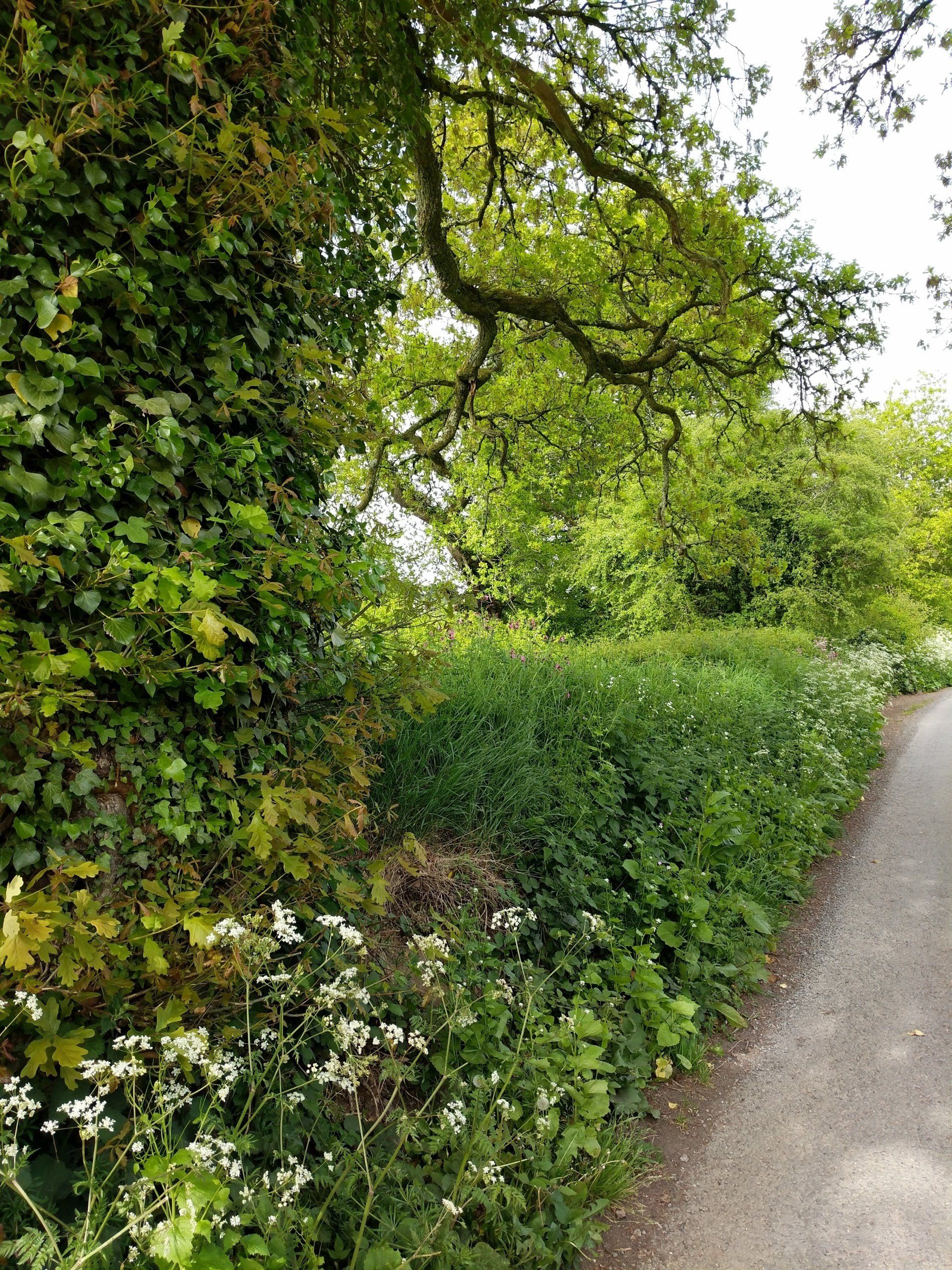 Hedgerows Gallery - Photograph by Sue Cartwright, Spiral Leaf