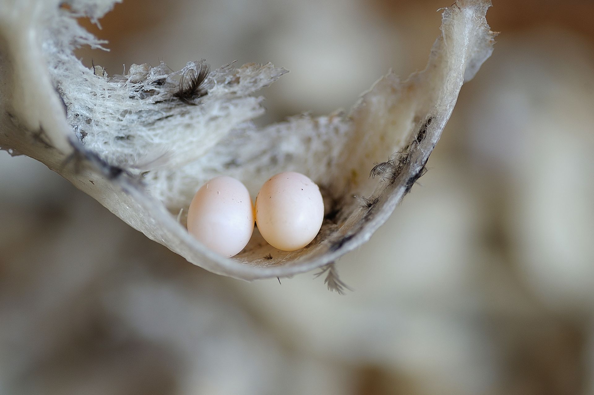 Learning to Grow with Mother Nature by Sue Cartwright, Spiral Leaf