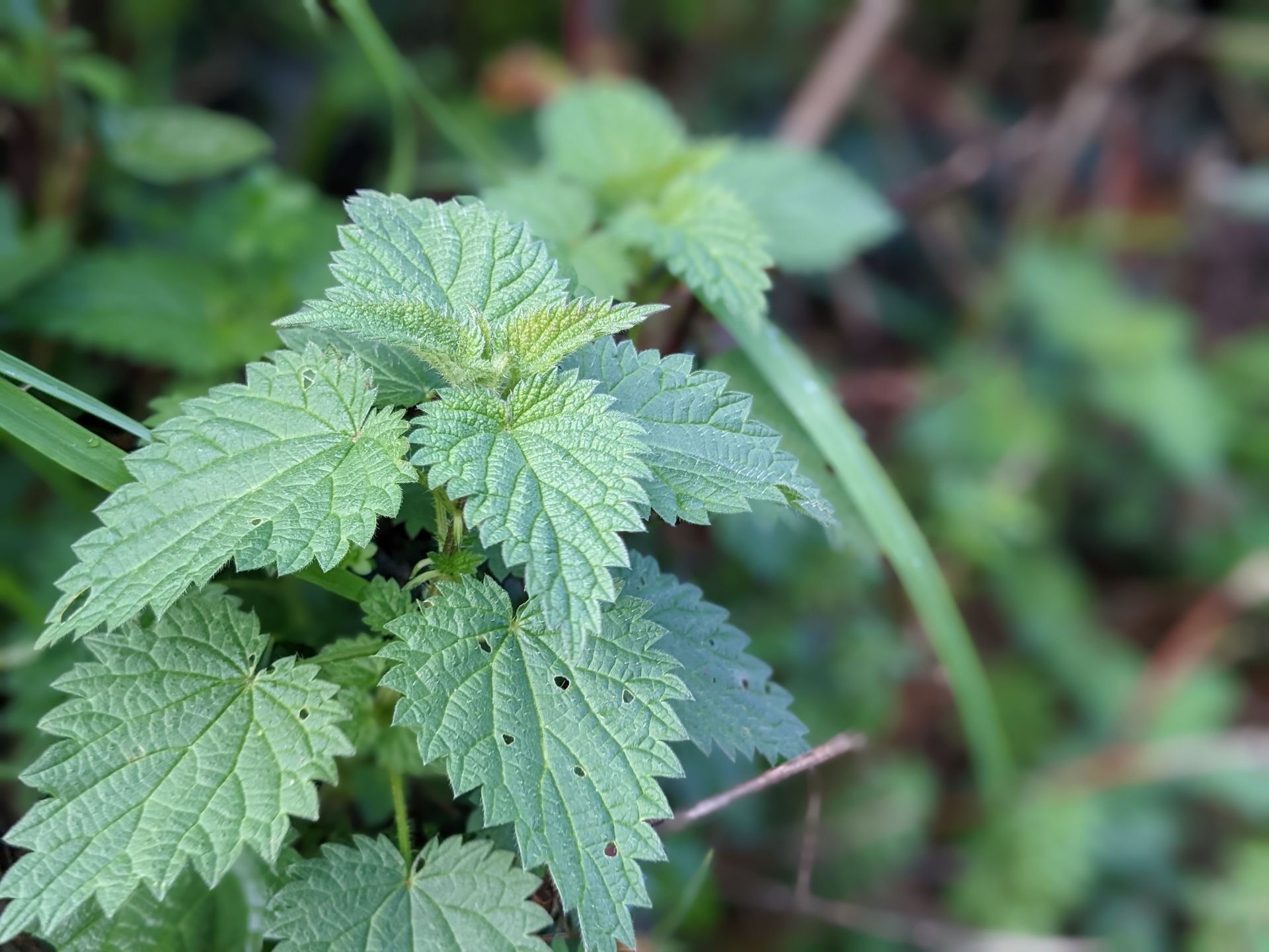 Refreshing and Cleansing Nettle Tea - A Remedy by Sue Cartwright, Spiral Leaf