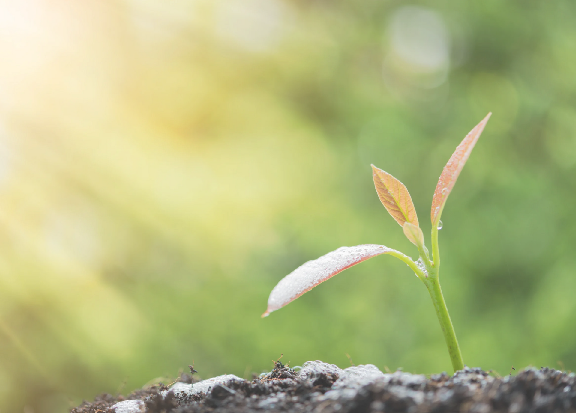 The Joy of Beginning by Sue Cartwright, Spiral Leaf