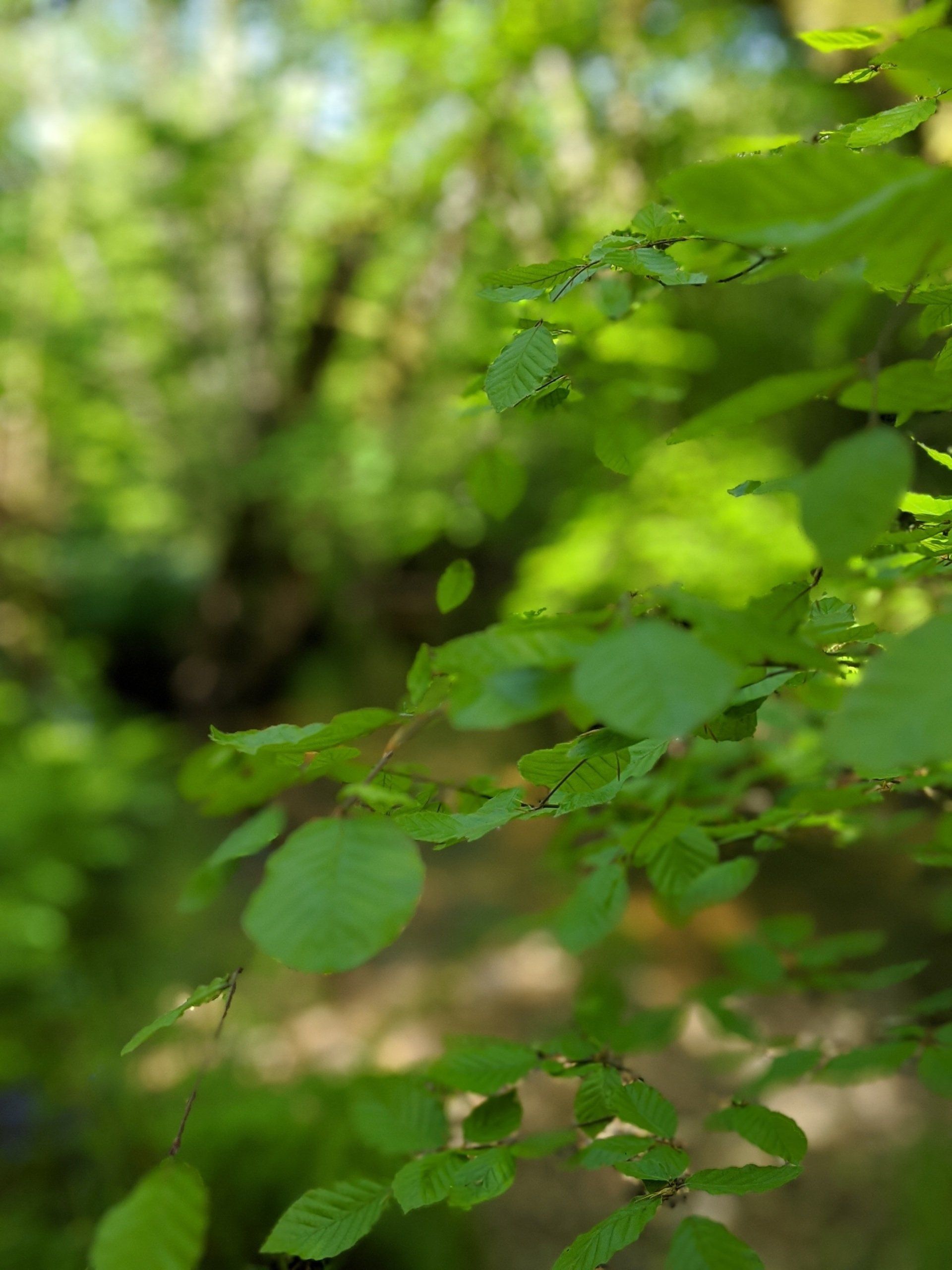 Riverside Gallery - Photograph by Sue Cartwright, Spiral Leaf