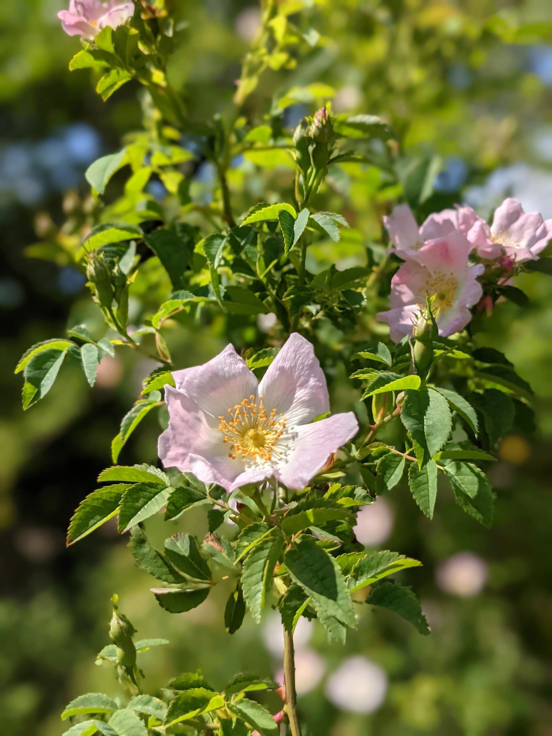 Wildflowers Gallery - Photograph by Sue Cartwright, Spiral Leaf