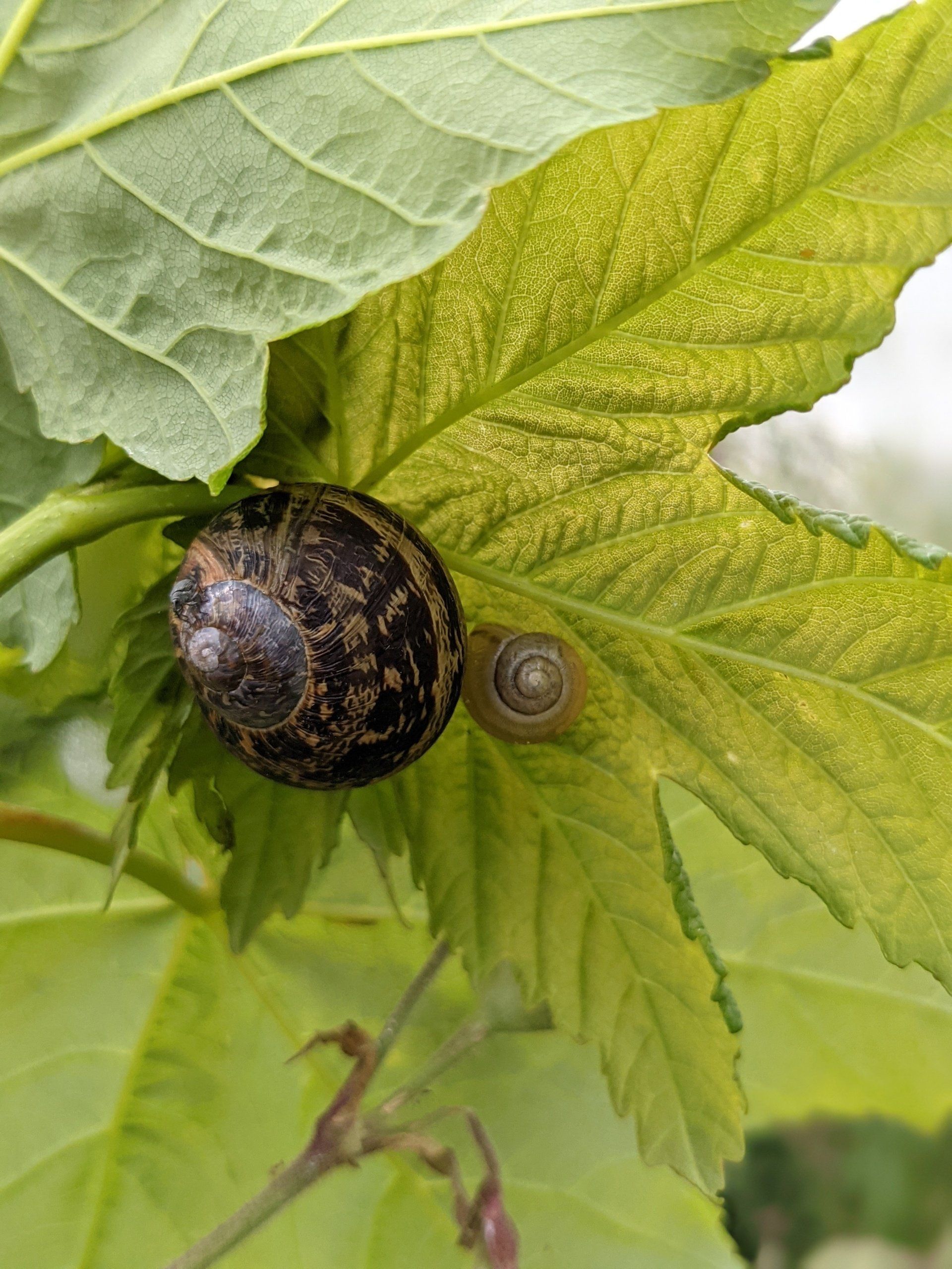 Spirals in Motion - A Poem by Sue Cartwright, Spiral Leaf