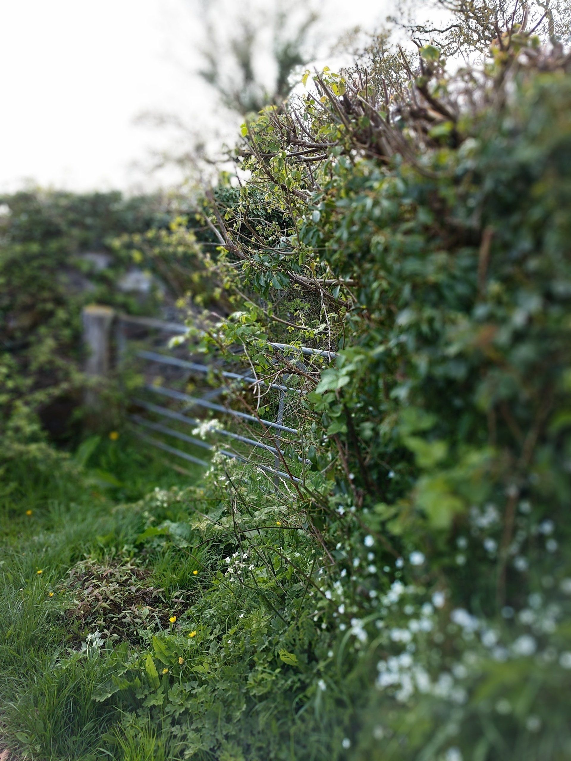 Hedgerows Gallery - Photograph by Sue Cartwright, Spiral Leaf