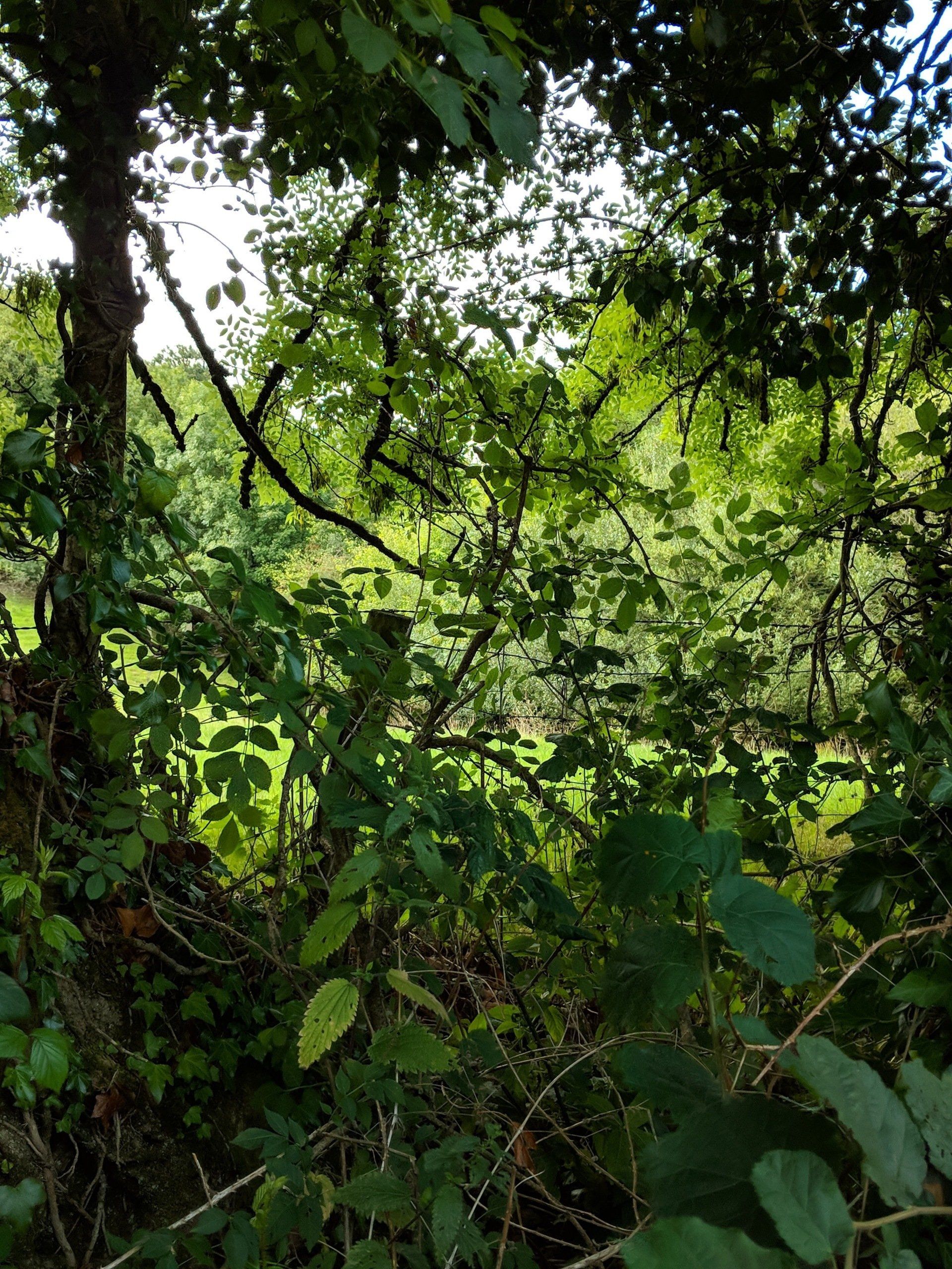Hedgerows Gallery - Photograph by Sue Cartwright, Spiral Leaf