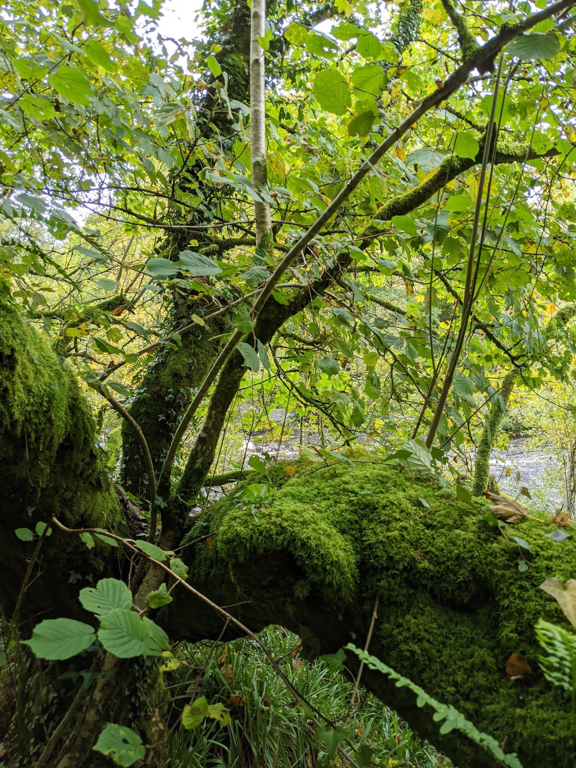 Riverside Gallery - Photograph by Sue Cartwright, Spiral Leaf