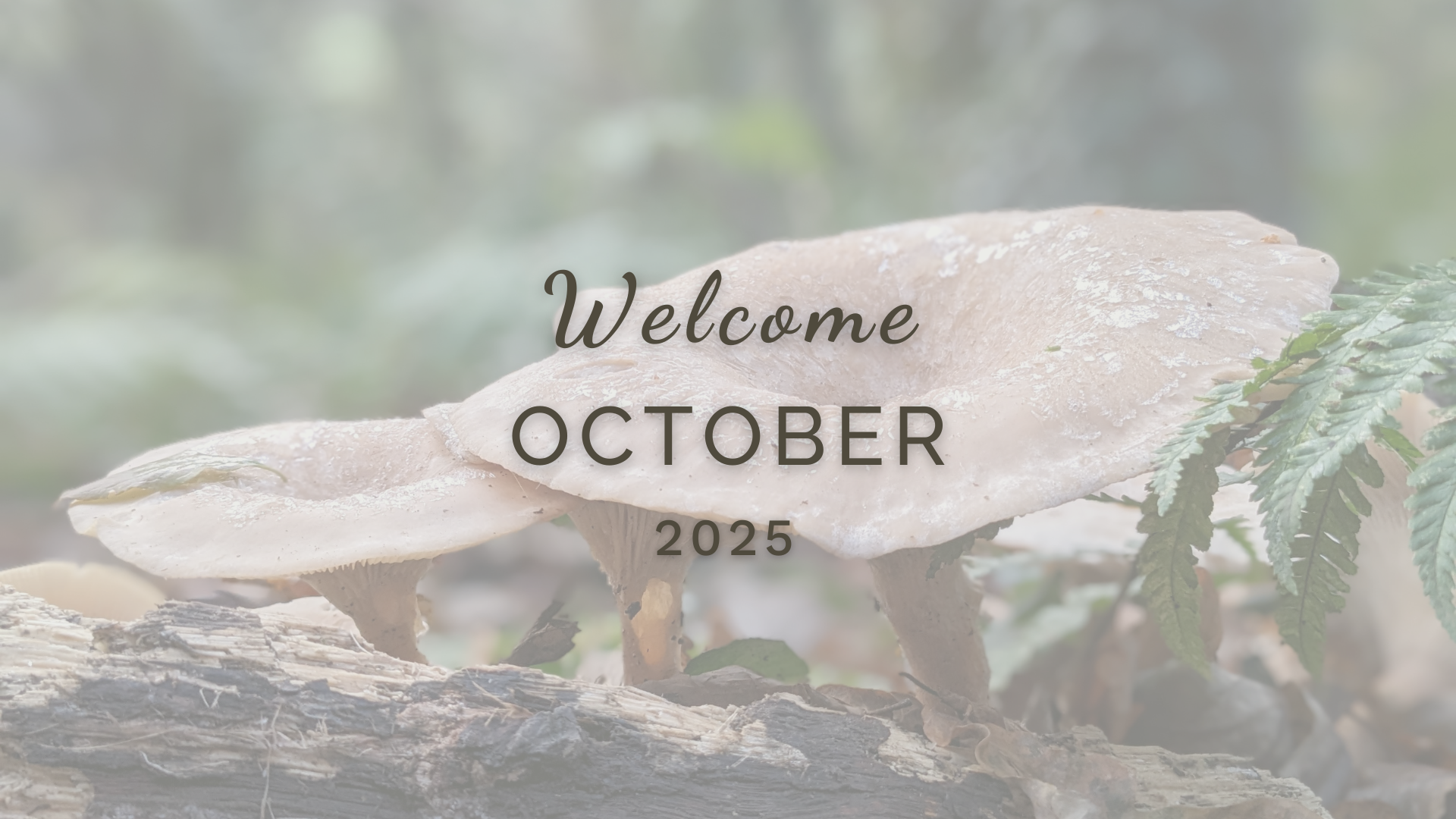 An almanac with things to see and do in Nature in October