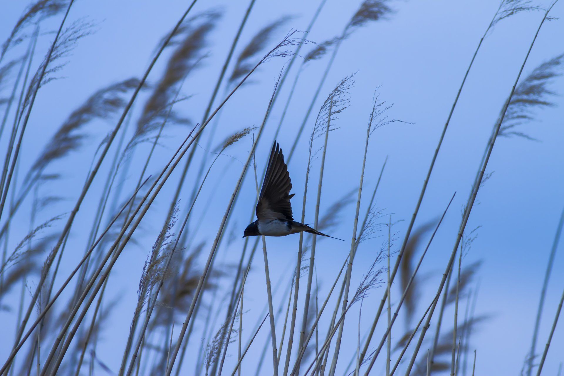 On Swallows Wings by Lizzie Leigh (Commissioned by Sue Cartwright , 2019)