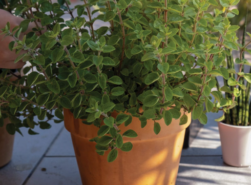 A Healing Herb (Oregano) by Sue Cartwright, Spiral Leaf A Healing Herb (Oregano) by Sue Cartwright, Spiral Leaf