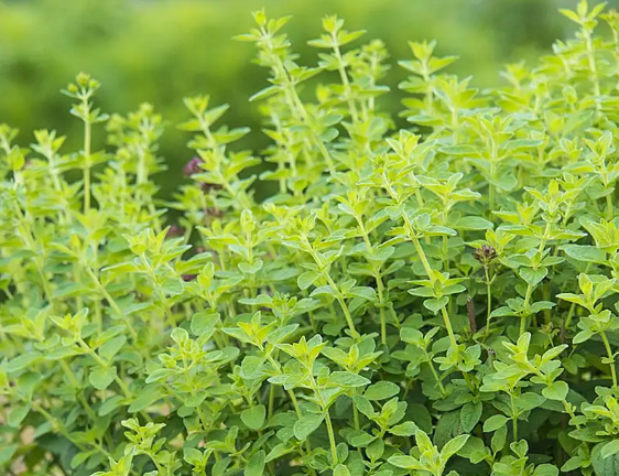 A Healing Herb (Oregano) by Sue Cartwright, Spiral Leaf A Healing Herb (Oregano) by Sue Cartwright, Spiral Leaf