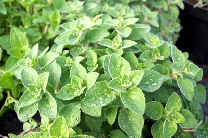 A post about the folklore, nutrition, healing and culinary benefits of Oregano with recipes