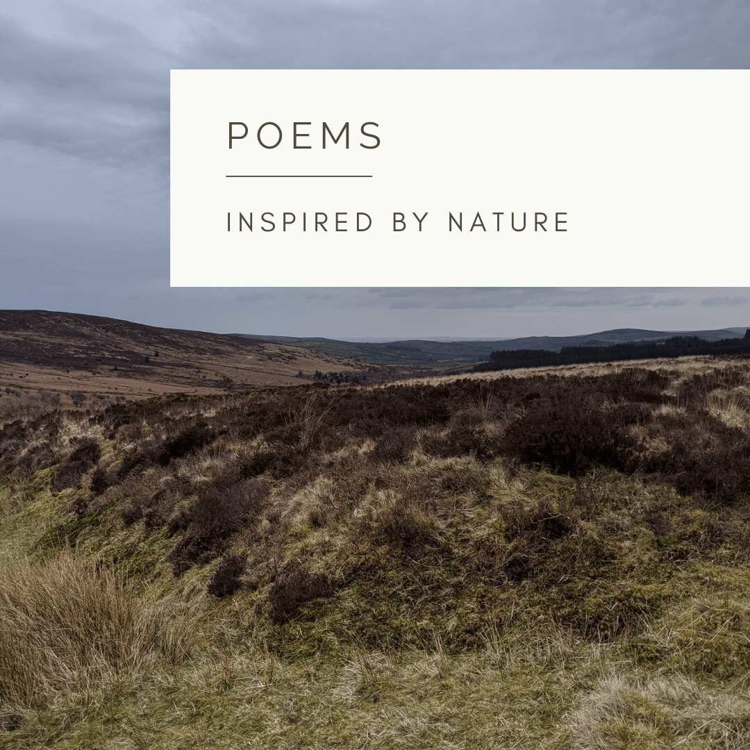 On The Moor - Poem and Video  by Sue Cartwright, Spiral Leaf