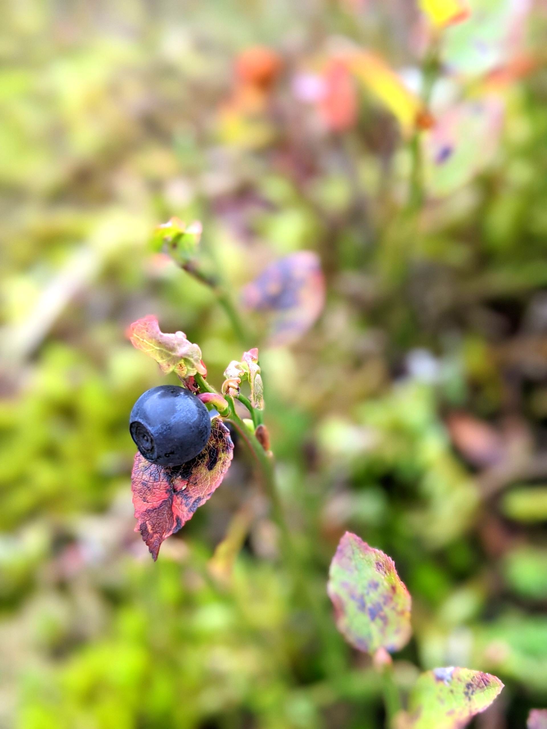 Wild Fruits Gallery - Photograph by Sue Cartwright, Spiral Leaf