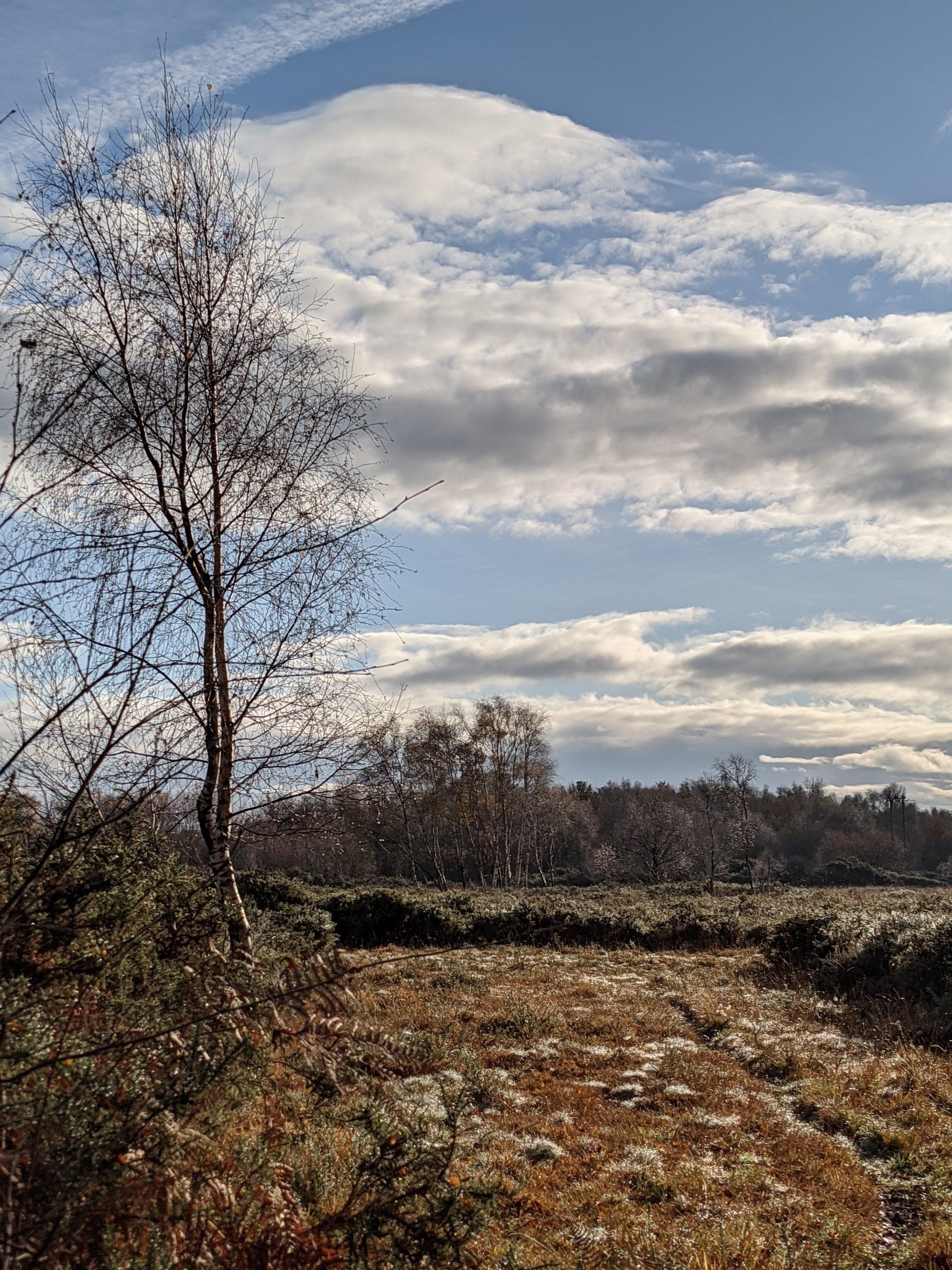Healthland Gallery - Photograph by Sue Cartwright, Spiral Leaf