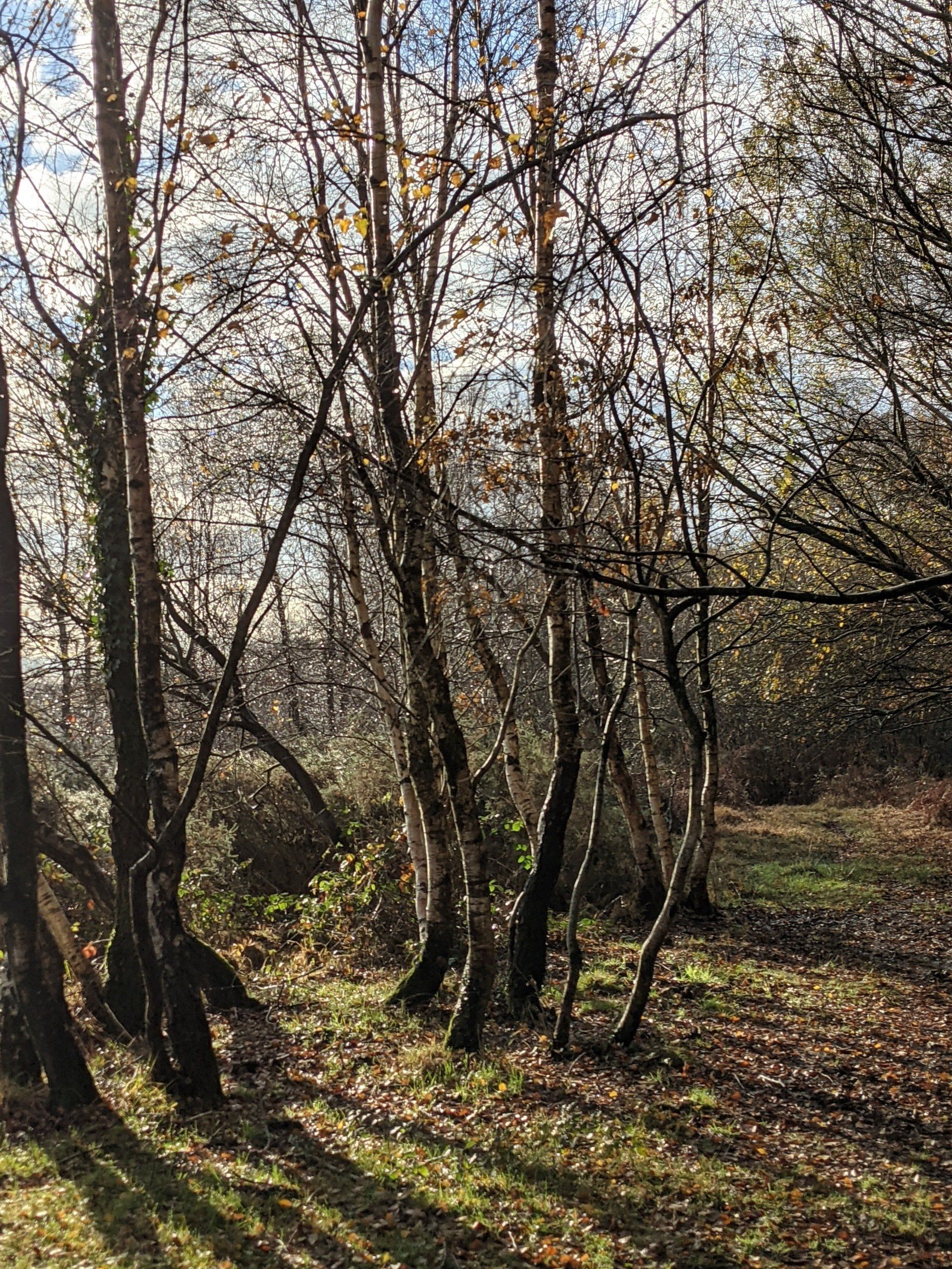 Healthland Gallery - Photograph by Sue Cartwright, Spiral Leaf