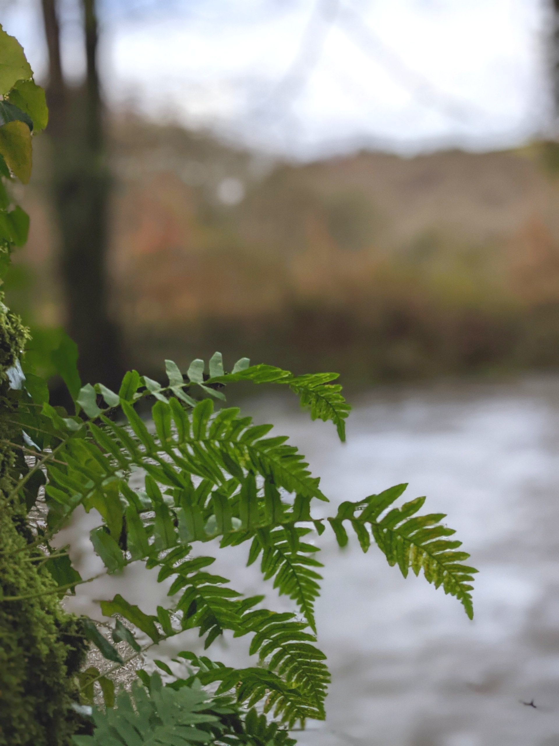 Riverside Gallery - Photograph by Sue Cartwright, Spiral Leaf