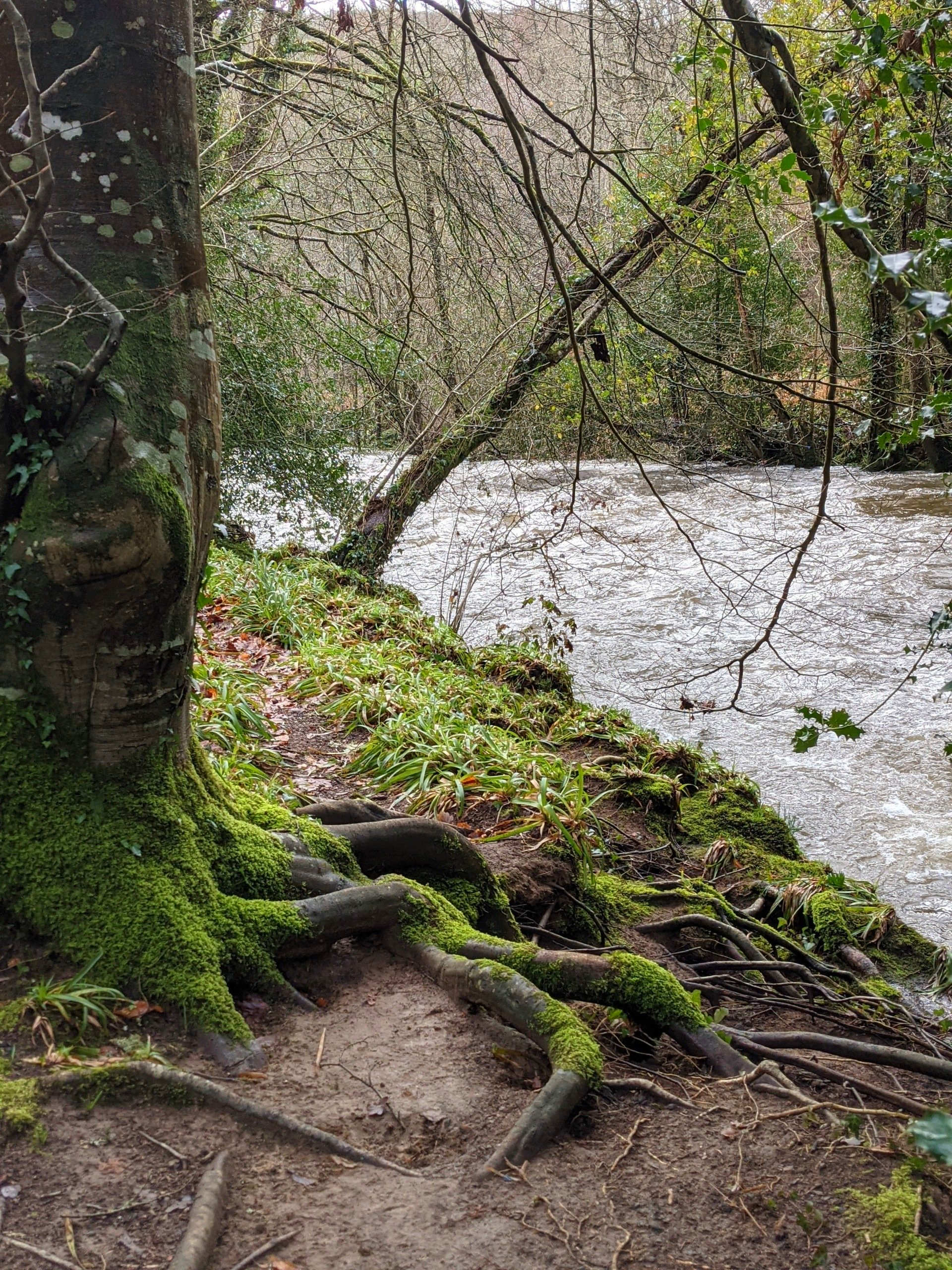 Riverside Gallery - Photograph by Sue Cartwright, Spiral Leaf