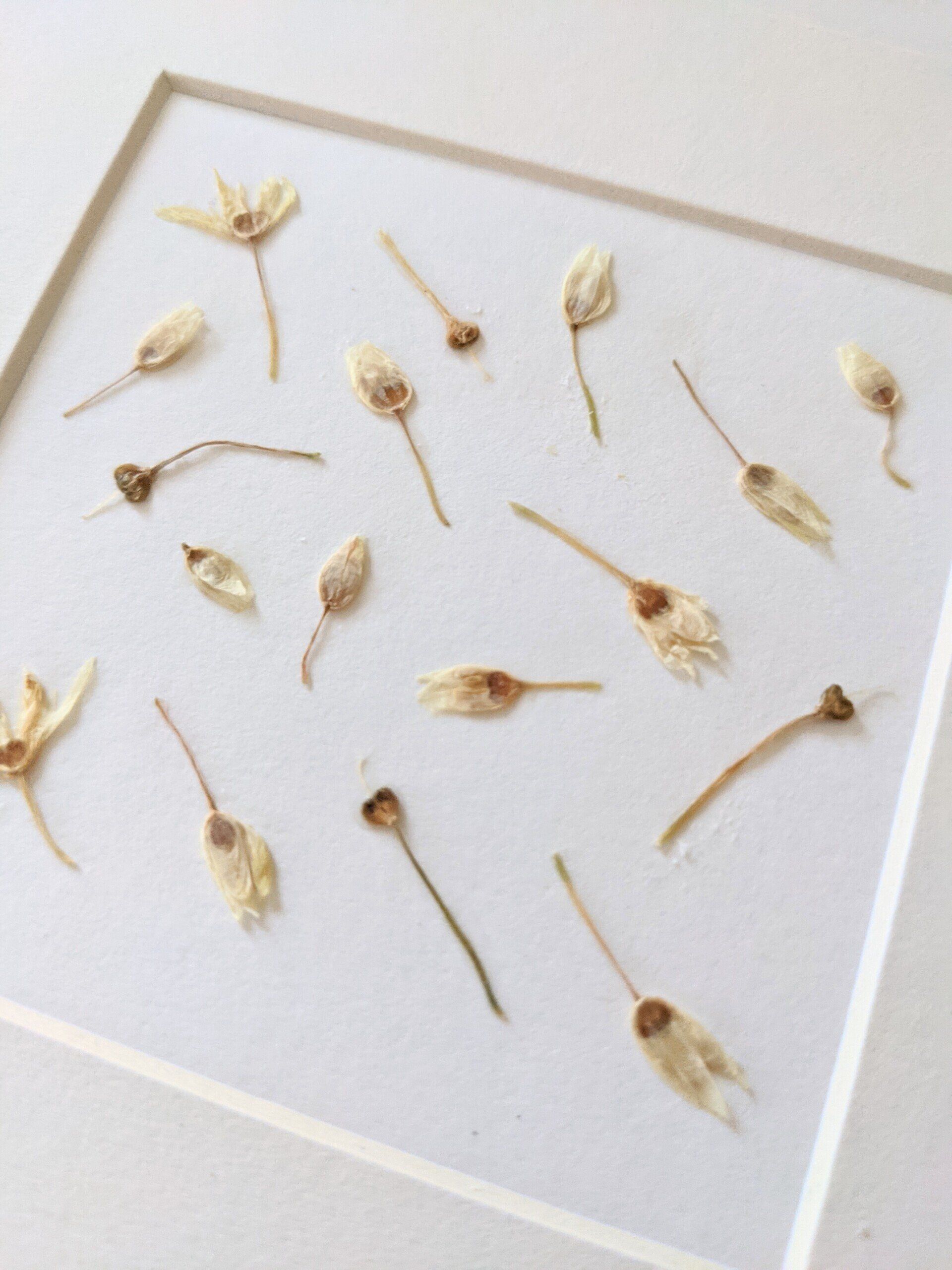 Things to do in Nature in June by Sue Cartwright, Spiral Leaf