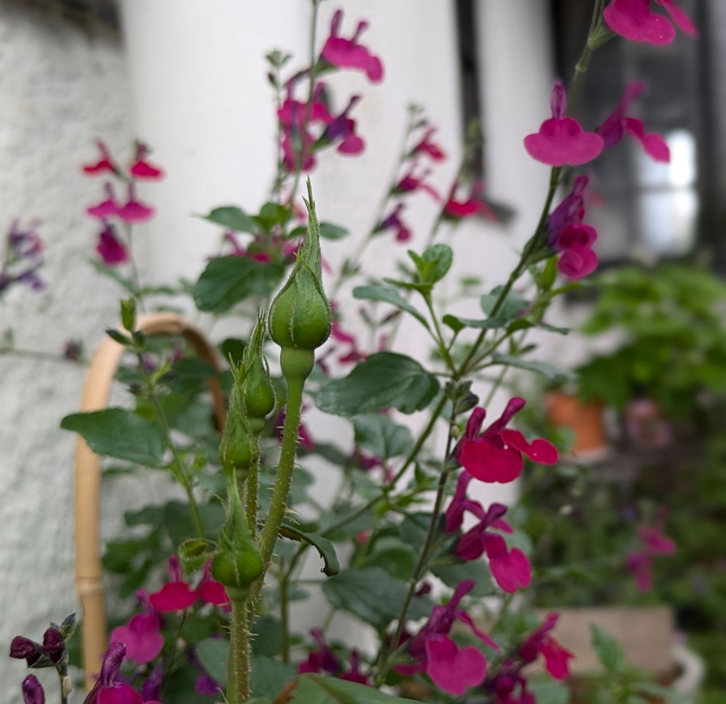 Sacred Space Gallery - Photographs by Sue Cartwright, Spiral Leaf