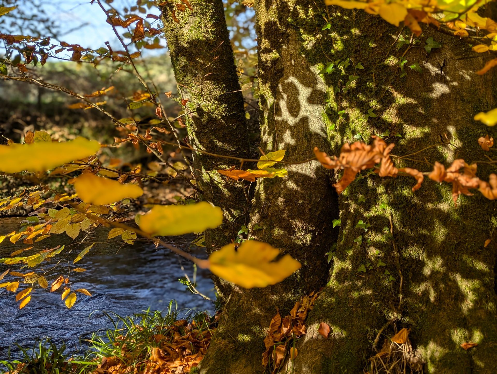 Golden Leaves Gallery - Photograph by Sue Cartwright, Spiral Leaf