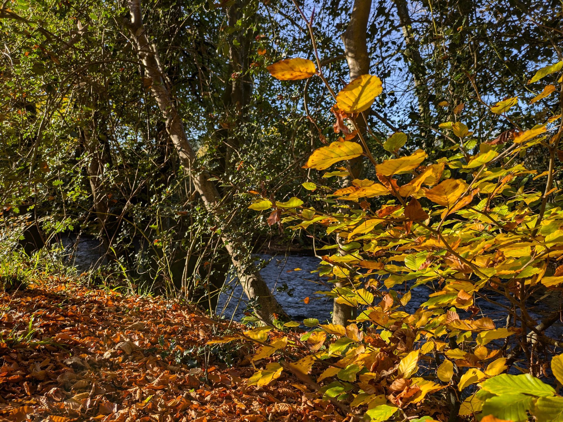 Golden Leaves Gallery - Photograph by Sue Cartwright, Spiral Leaf