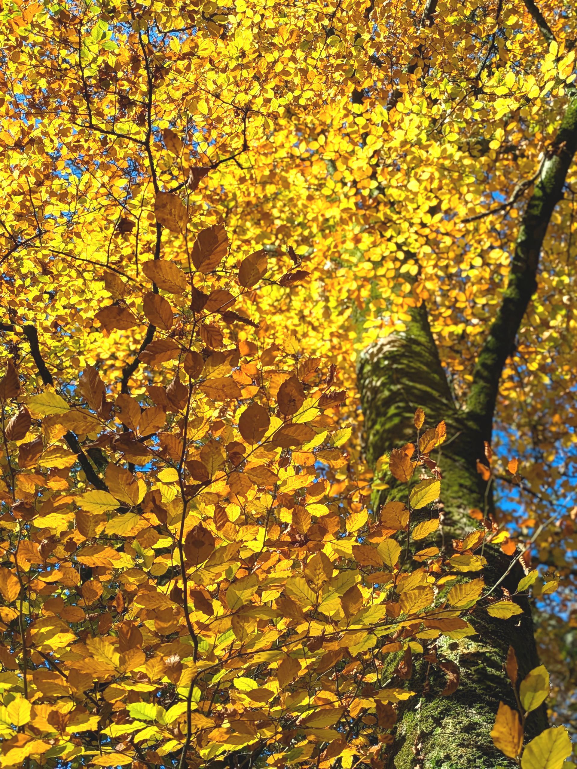 Golden Leaves Gallery by Sue Cartwright, Spiral Leaf