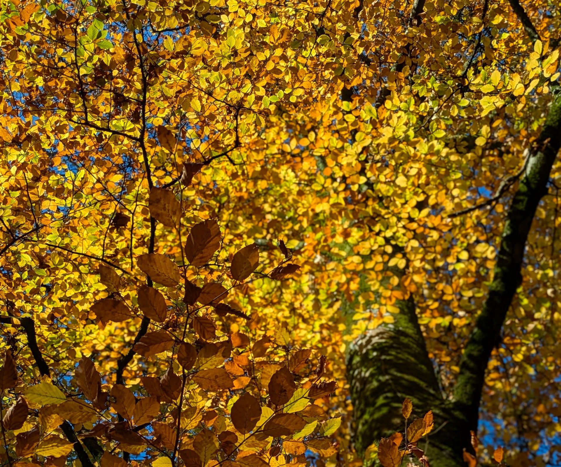 Golden Leaves by Sue Cartwright, Spiral Leaf