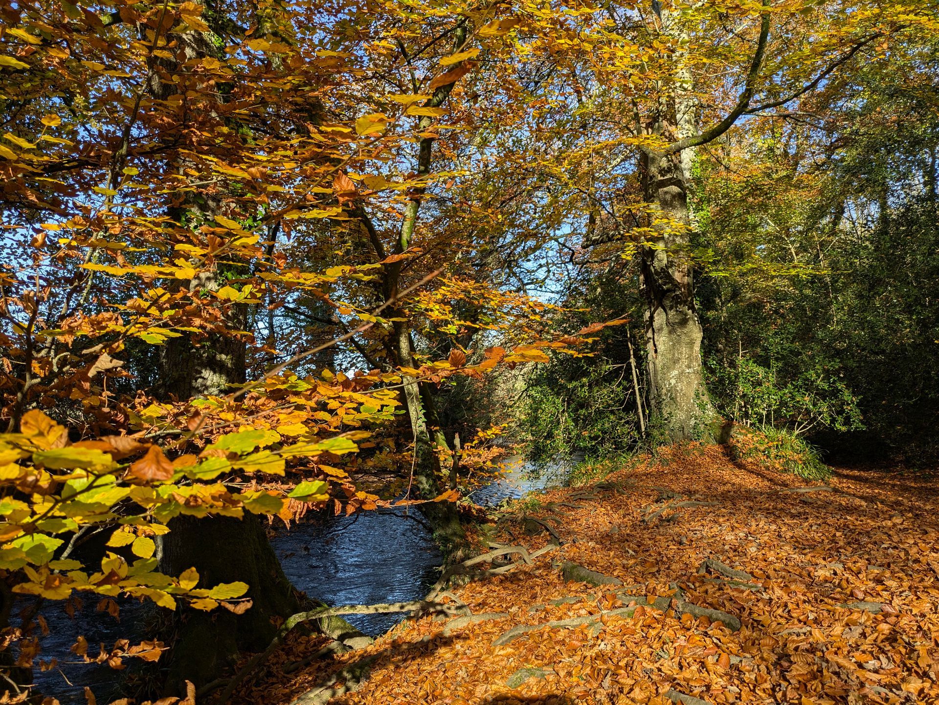 Golden Leaves - A Poem by Sue Cartwright, Spiral Leaf
