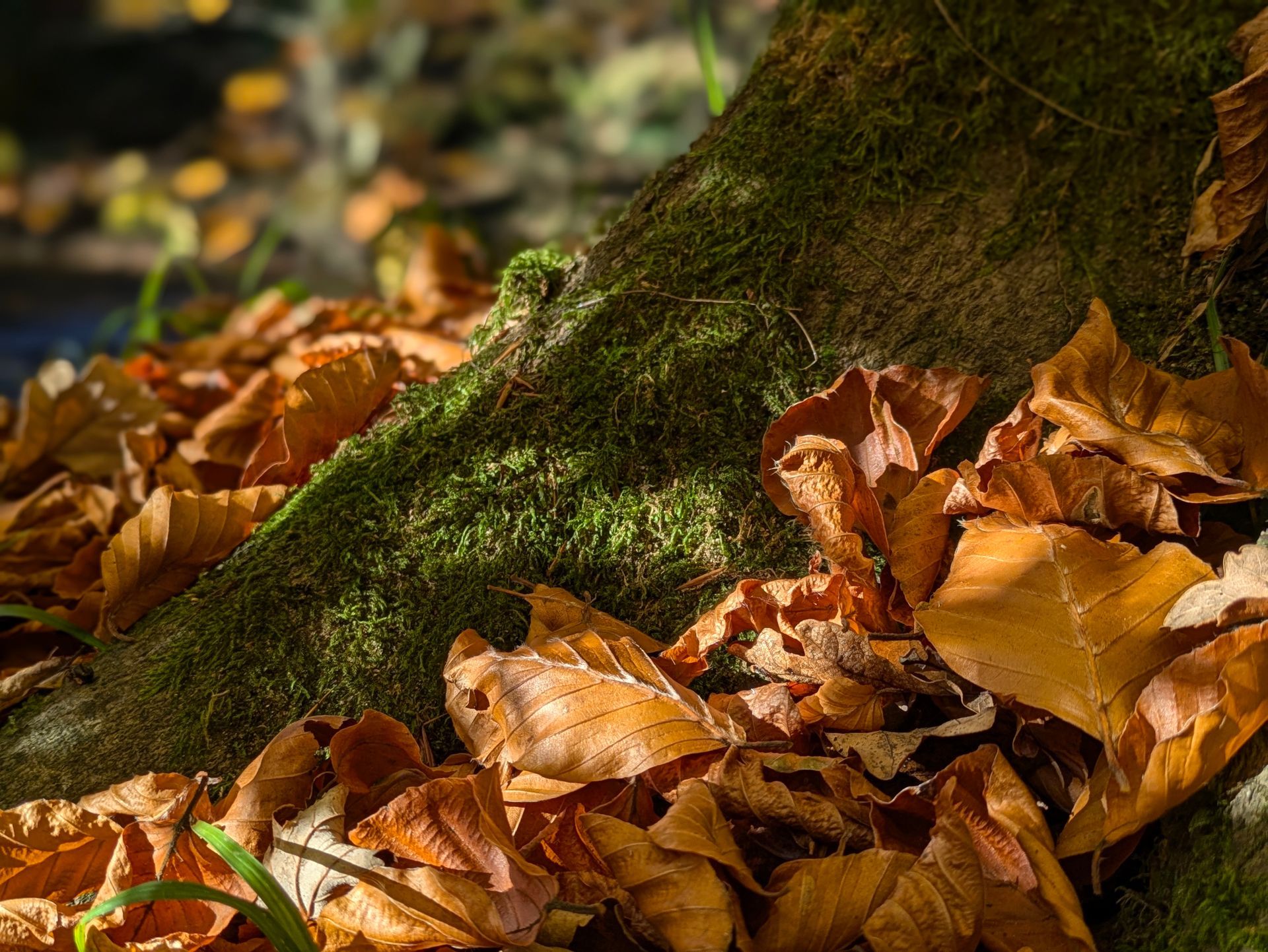 Golden Leaves - A Poem by Sue Cartwright, Spiral Leaf