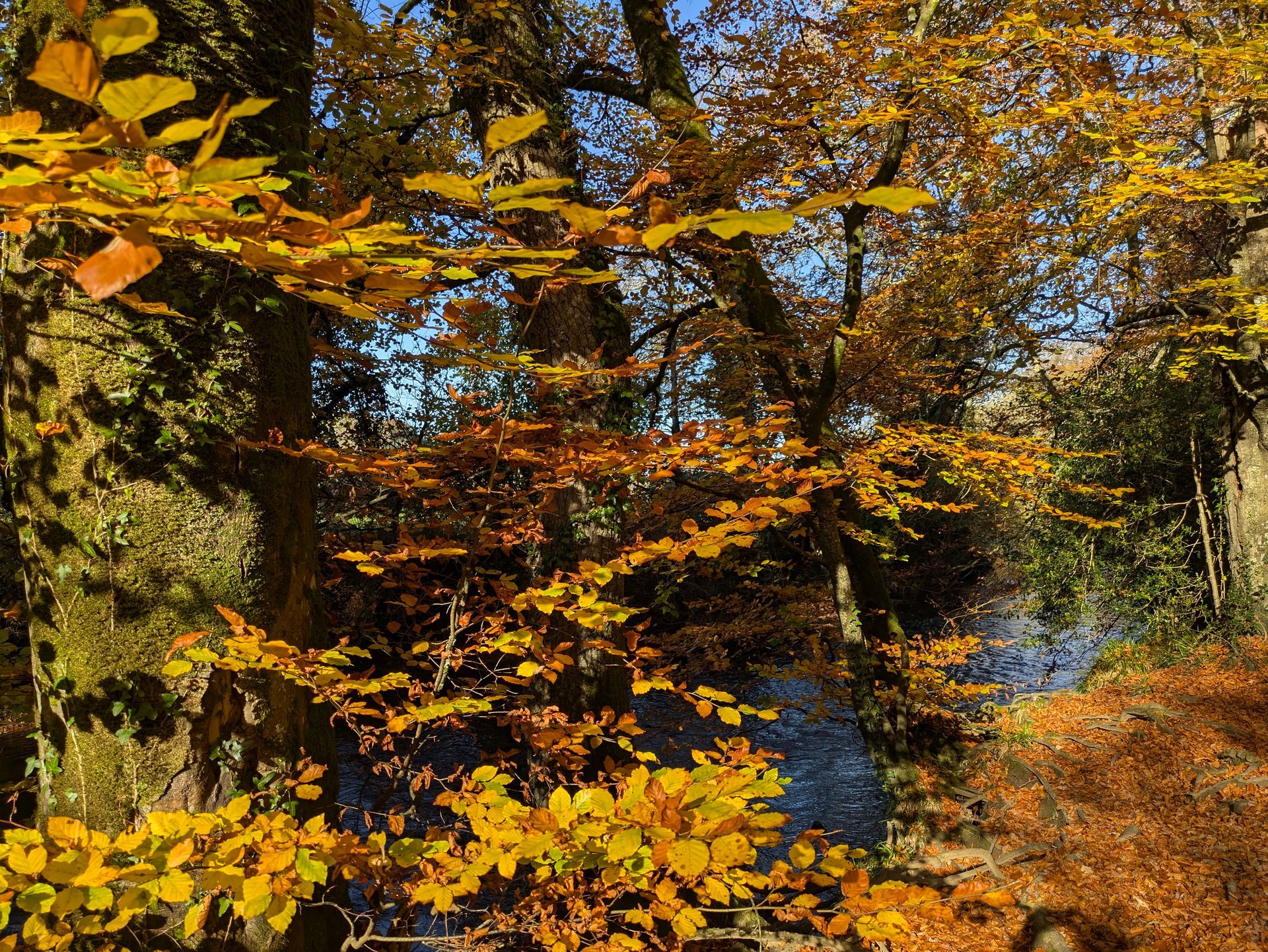 Golden Leaves - A Poem by Sue Cartwright, Spiral Leaf
