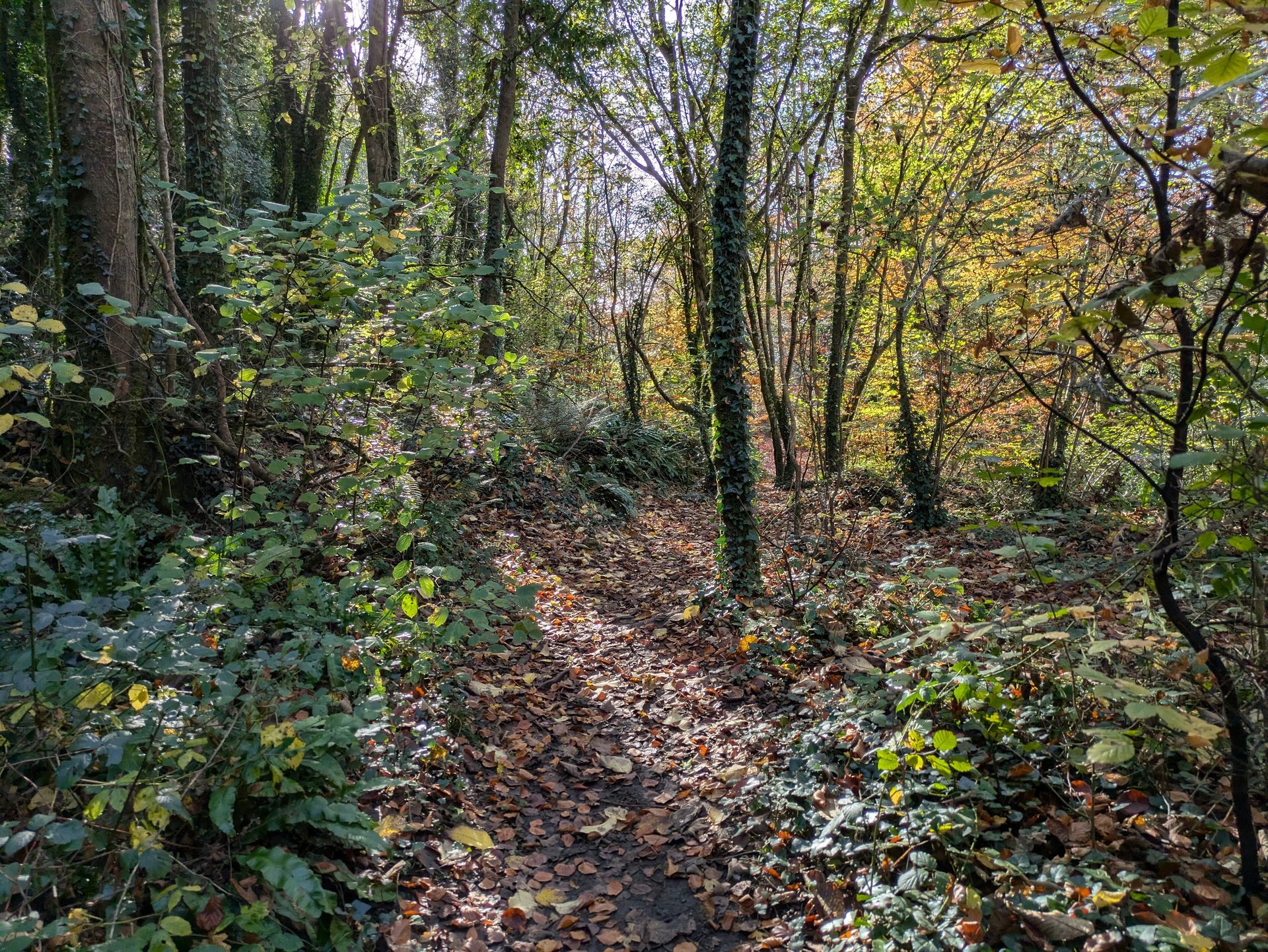 Golden Leaves Gallery - Photograph by Sue Cartwright, Spiral Leaf