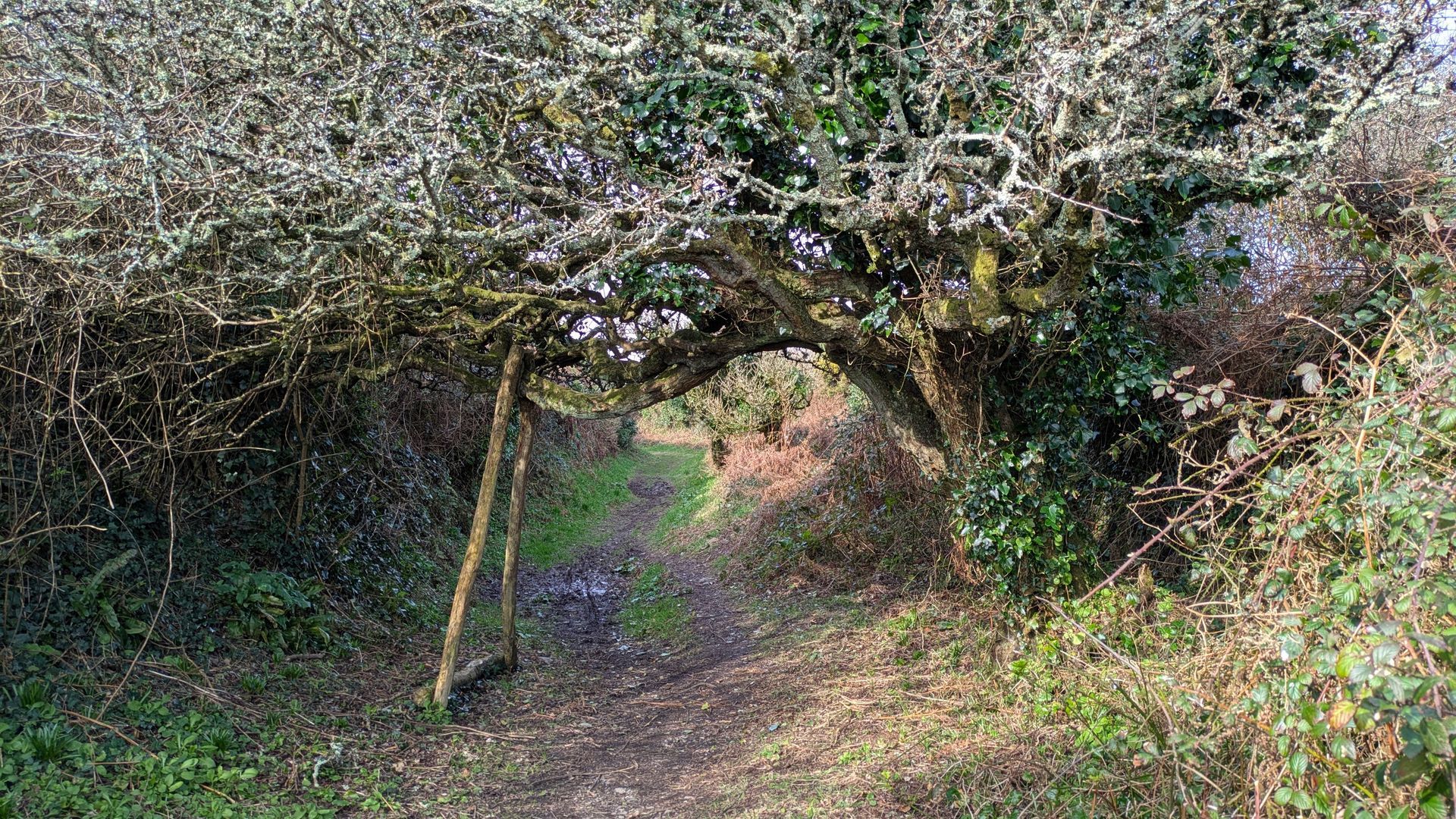 Coastal Path Gallery - Photograph by Sue Cartwright, Spiral Leaf