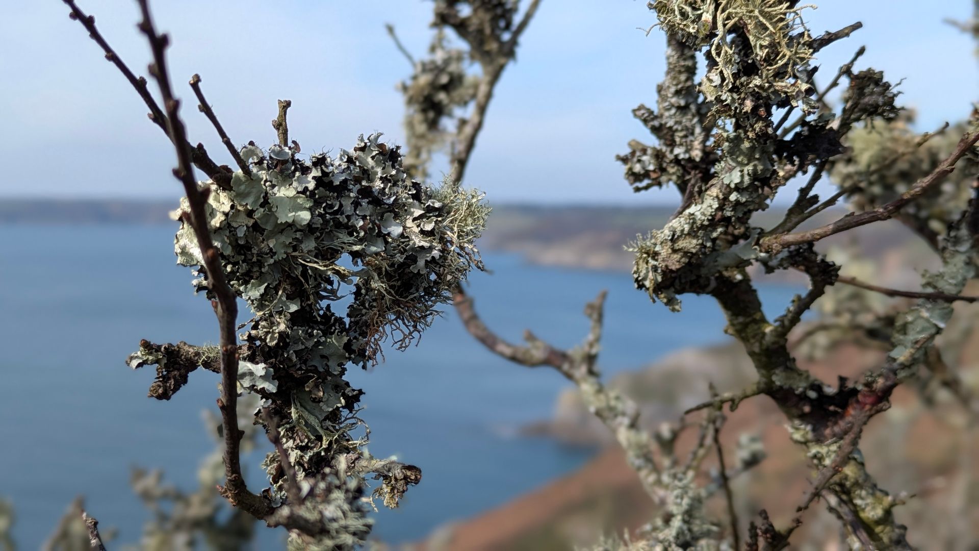 Coastal Path Gallery - Photograph by Sue Cartwright, Spiral Leaf
