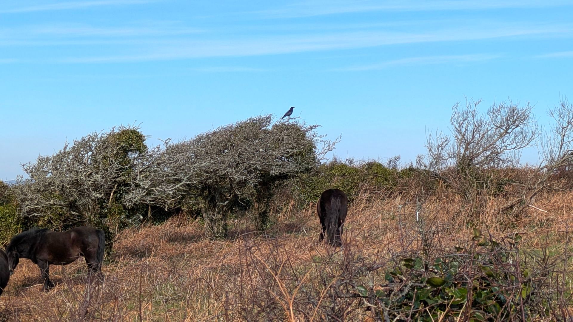 Coastal Path Gallery - Photograph by Sue Cartwright, Spiral Leaf