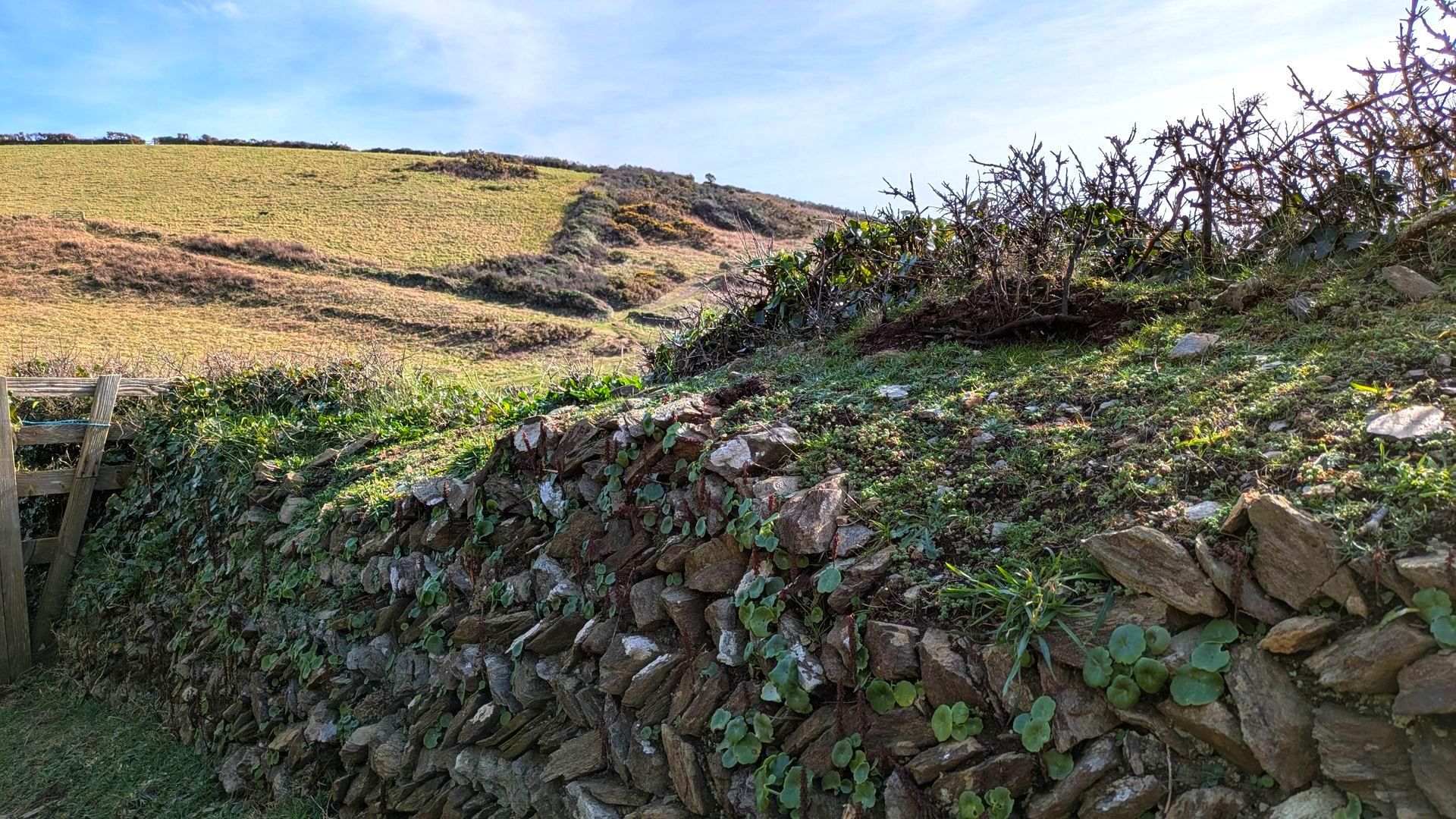 Coastal Path Gallery - Photograph by Sue Cartwright, Spiral Leaf