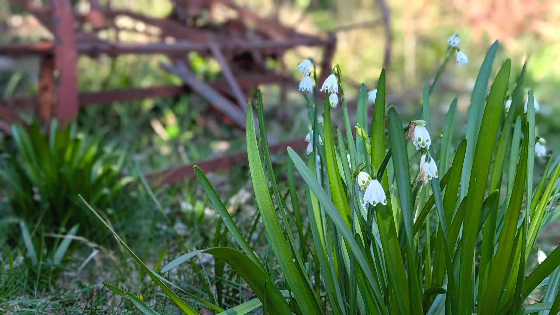 Spring Treasures Gallery - Photograph by Sue Cartwright, Spiral Leaf