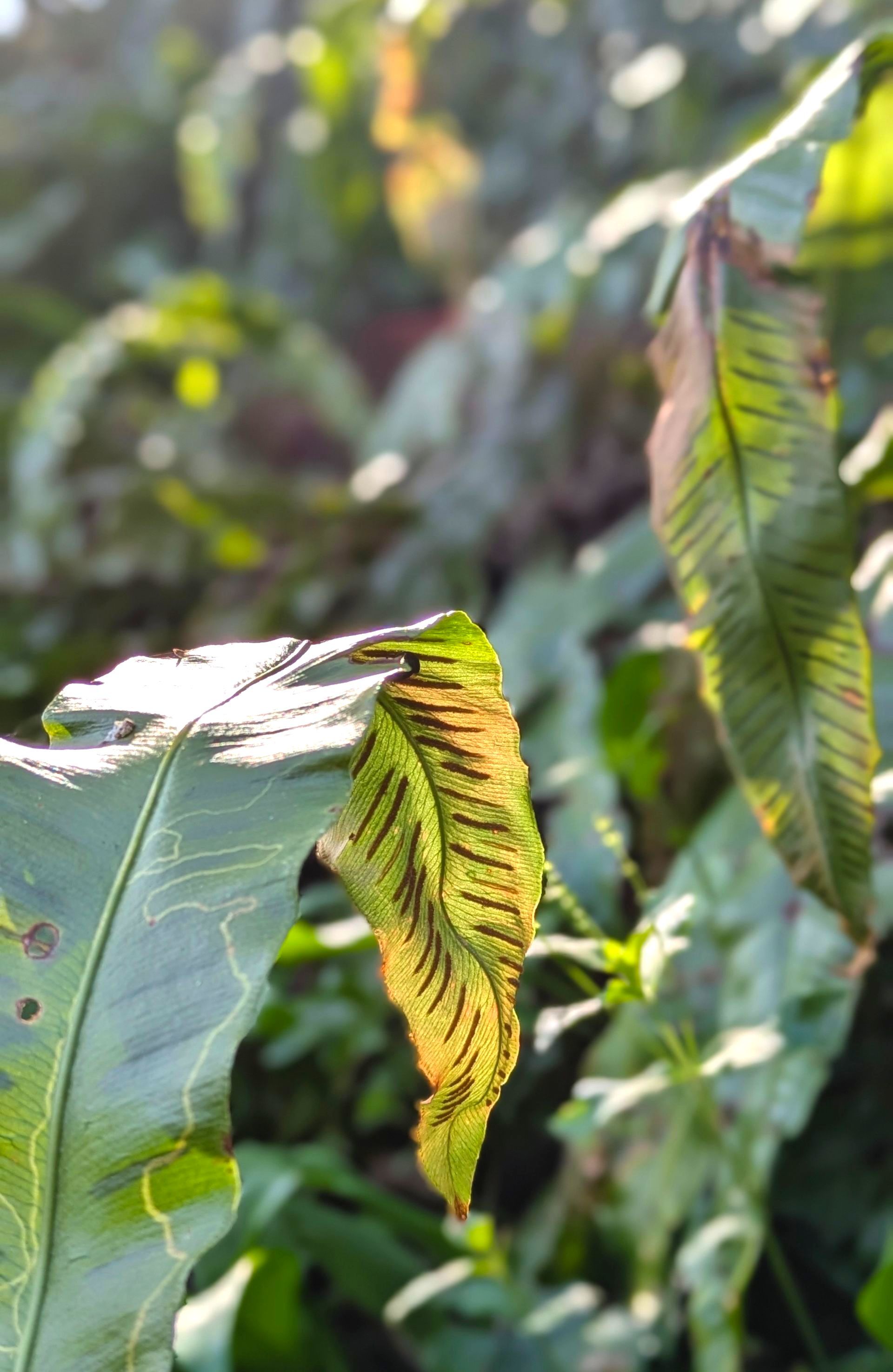 Spring Treasures Gallery - Photograph by Sue Cartwright, Spiral Leaf