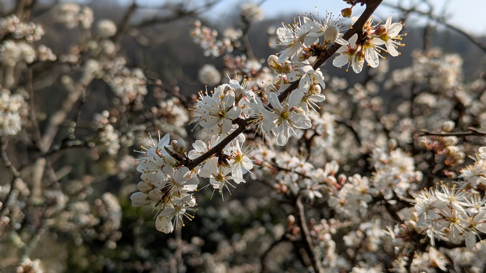 Spring Treasures by Sue Cartwright, Spiral Leaf