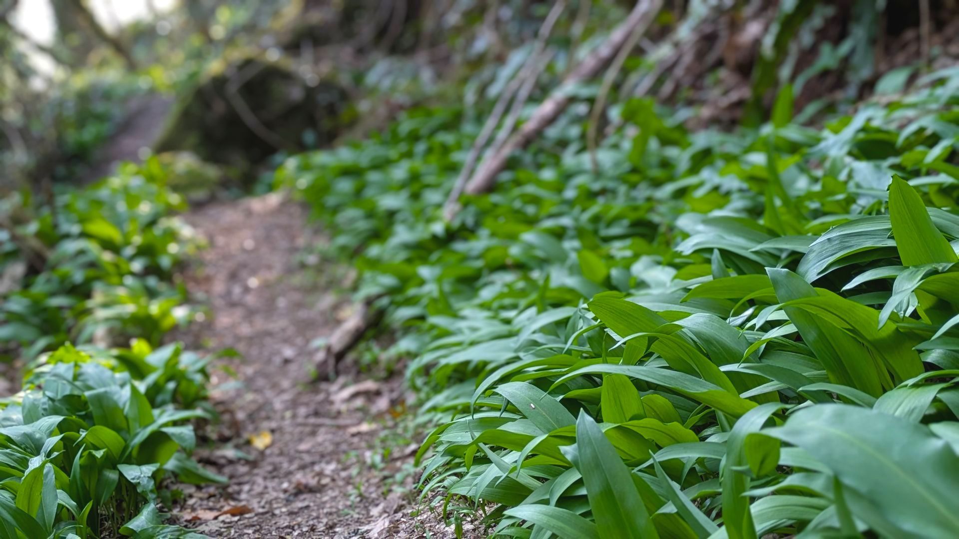 Spring Treasures Gallery - Photograph by Sue Cartwright, Spiral Leaf