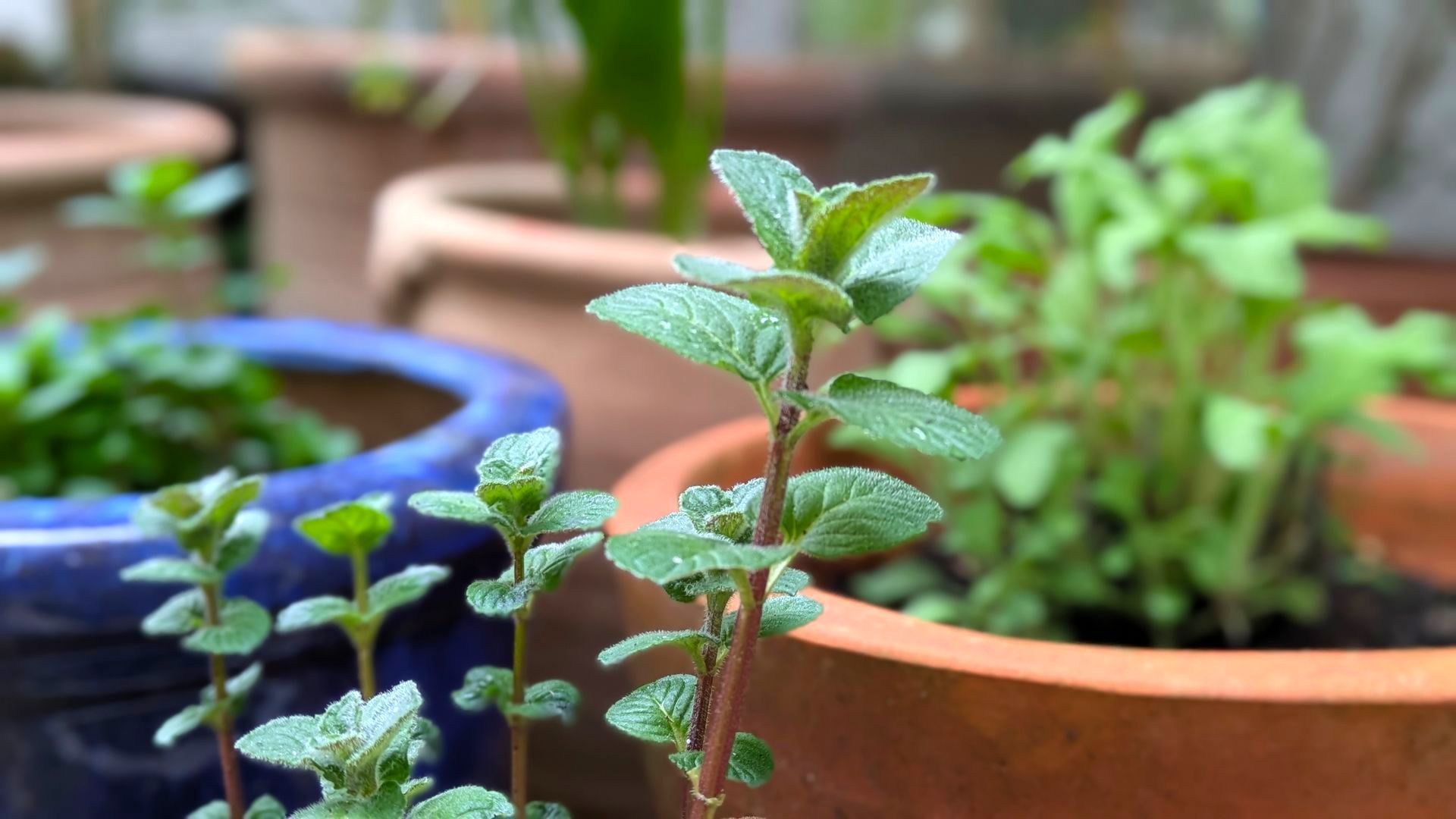 Mint by Sue Cartwright, Spiral Leaf