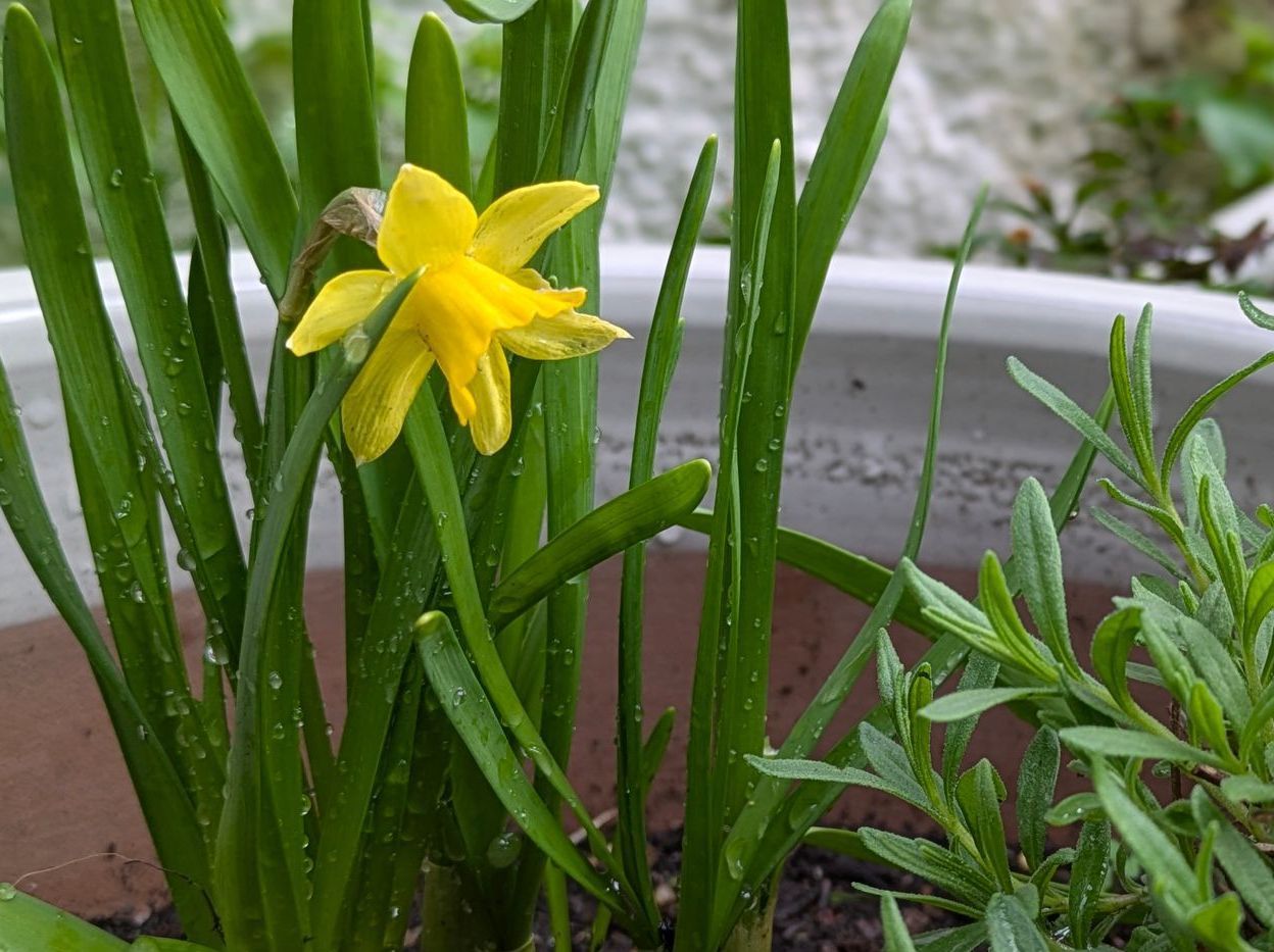 Sacred Space Gallery - Photographs by Sue Cartwright, Spiral Leaf