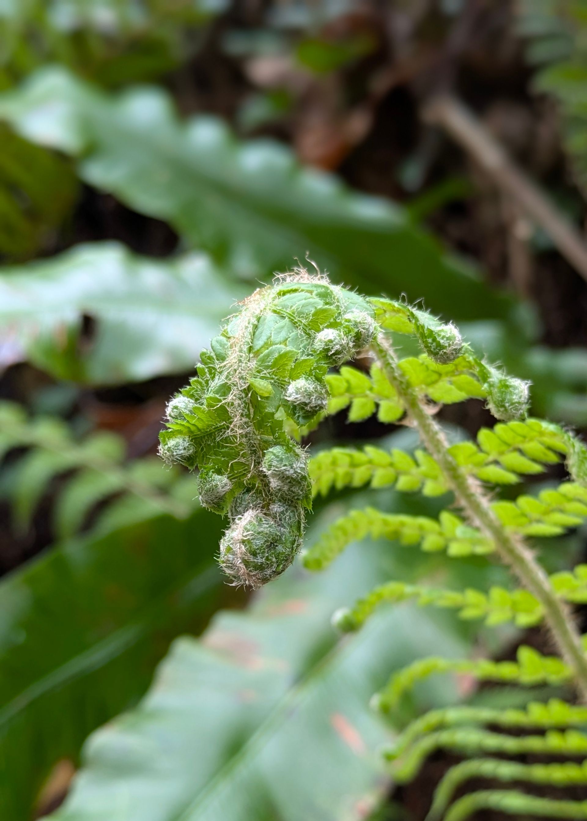 Spring Treasures Gallery - Photograph by Sue Cartwright, Spiral Leaf