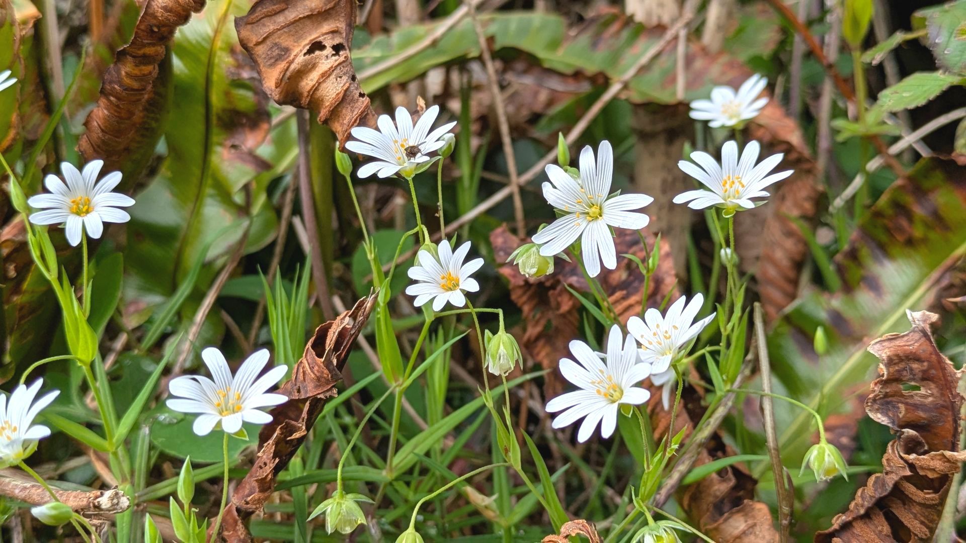 Autumn Treasures Gallery - Photograph by Sue Cartwright, Spiral Leaf