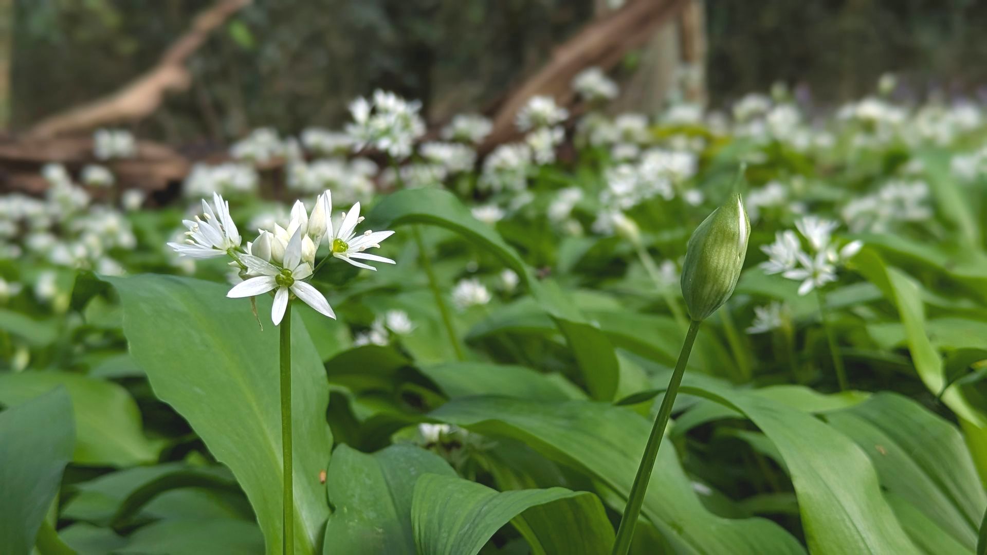 WIld Garlic by Sue Cartwright, Spiral Leaf