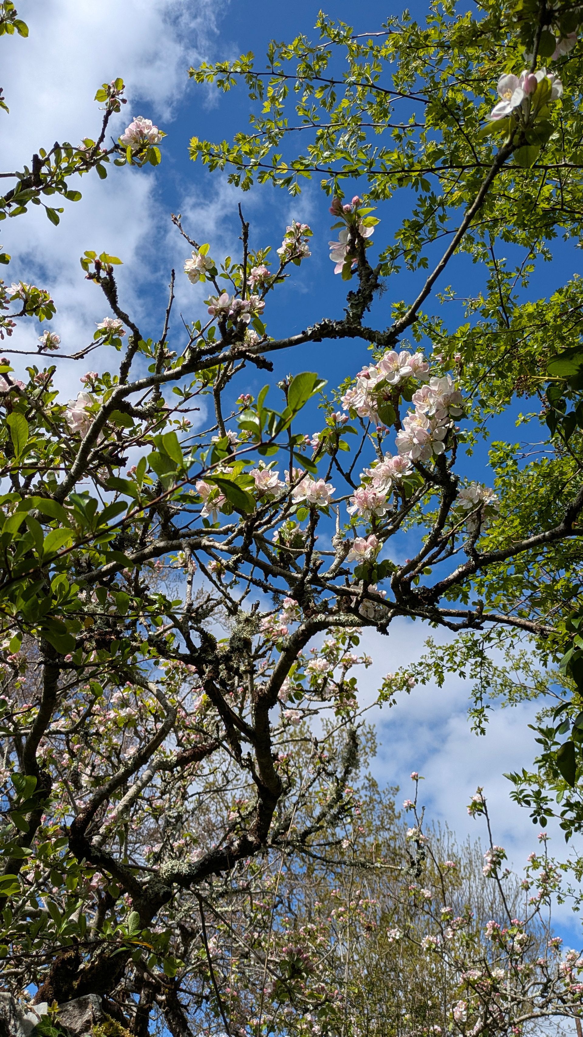 Spring Treasures Gallery - Photograph by Sue Cartwright, Spiral Leaf