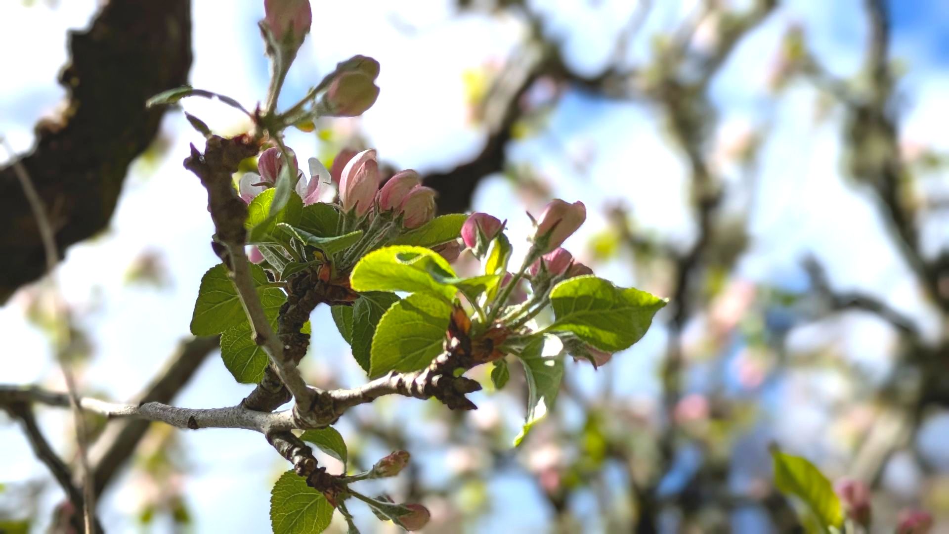 Spring Treasures Gallery - Photograph by Sue Cartwright, Spiral Leaf
