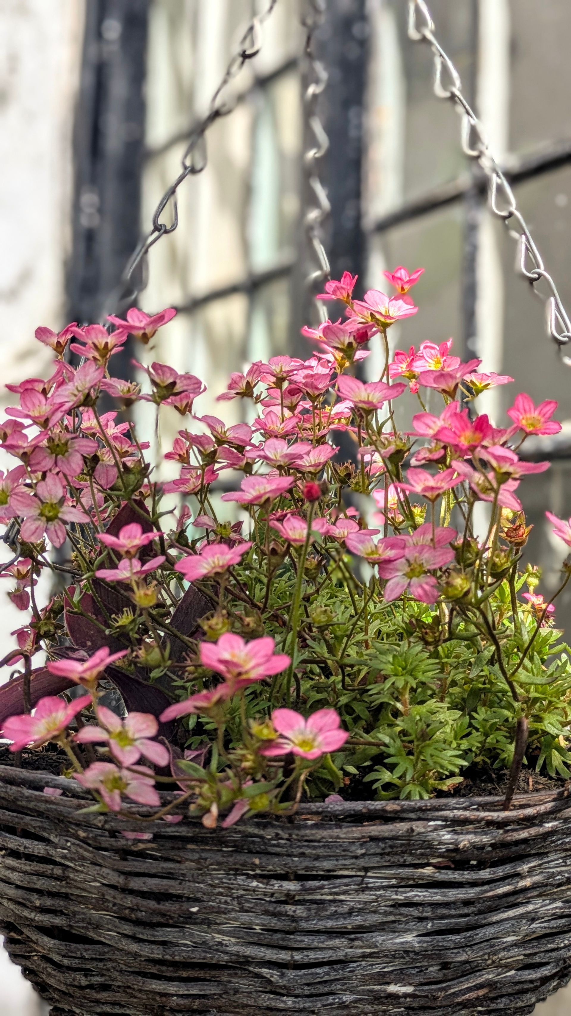 Sacred Space Gallery - Photographs by Sue Cartwright, Spiral Leaf